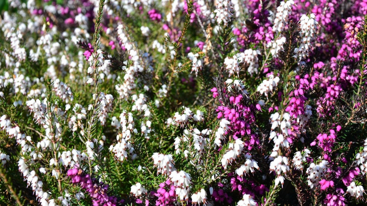 Обои цветковое растение, растение, весна, однолетнее растение, Флора в разрешении 1280x720