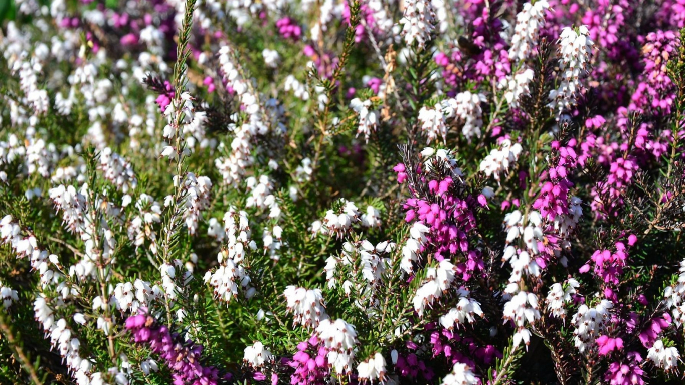 Обои цветковое растение, растение, весна, однолетнее растение, Флора в разрешении 1366x768