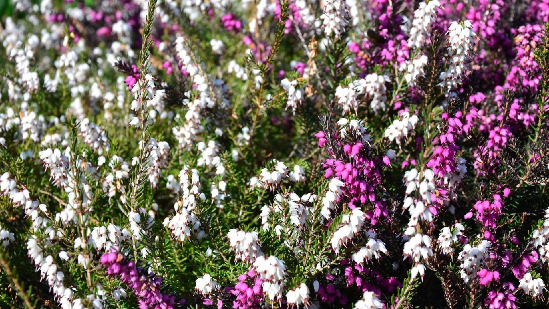 Обои цветковое растение, растение, весна, однолетнее растение, Флора в разрешении 1920x1080