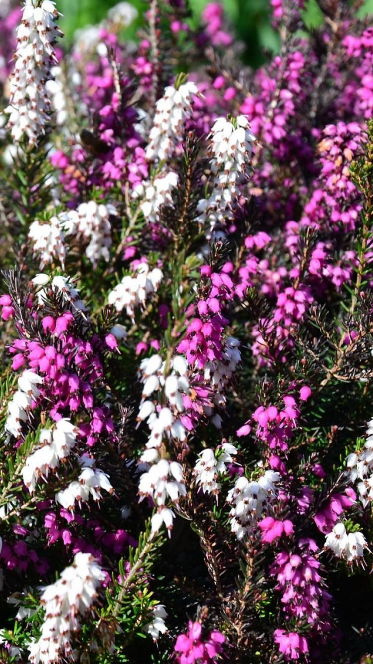 Обои цветковое растение, растение, весна, однолетнее растение, Флора в разрешении 750x1334