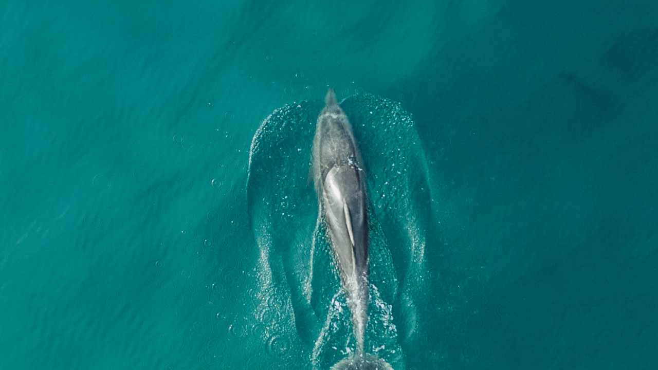 Обои Дельфин, вода, морская биология, океан, афалина в разрешении 1280x720