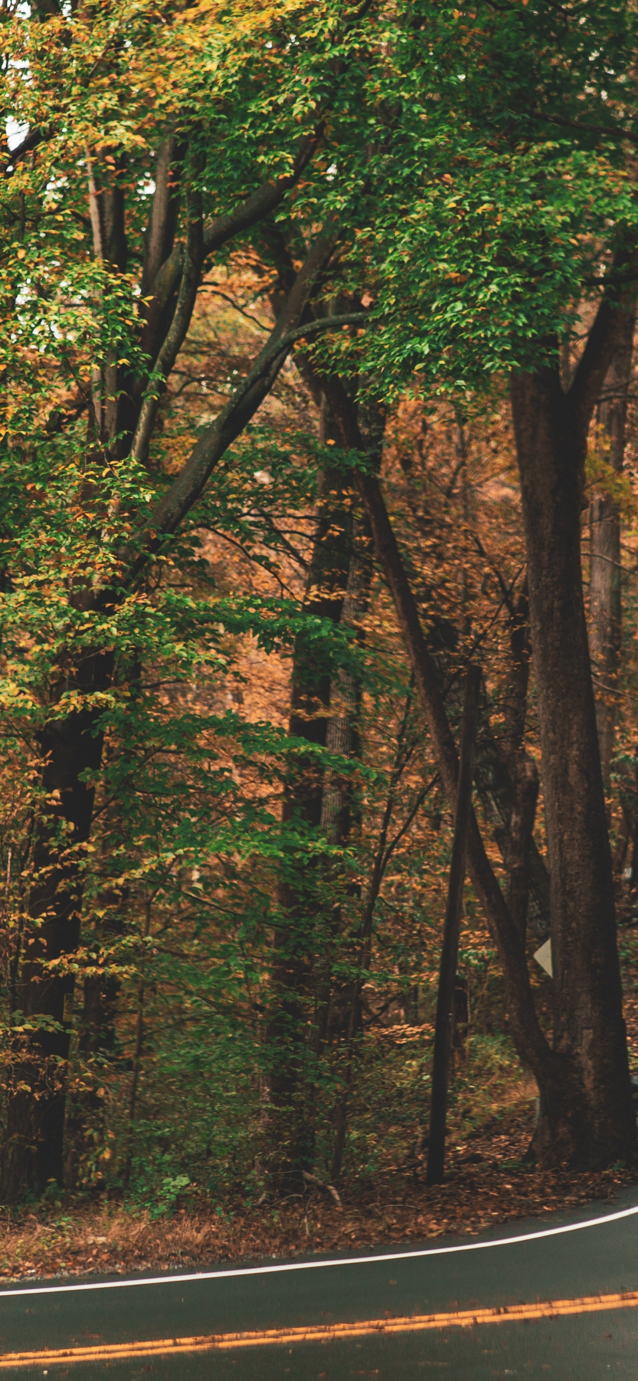 Обои Мерседес-Бенц Спринтер, коричневый цвет, растение, экорегион, природный ландшафт в разрешении 1242x2688