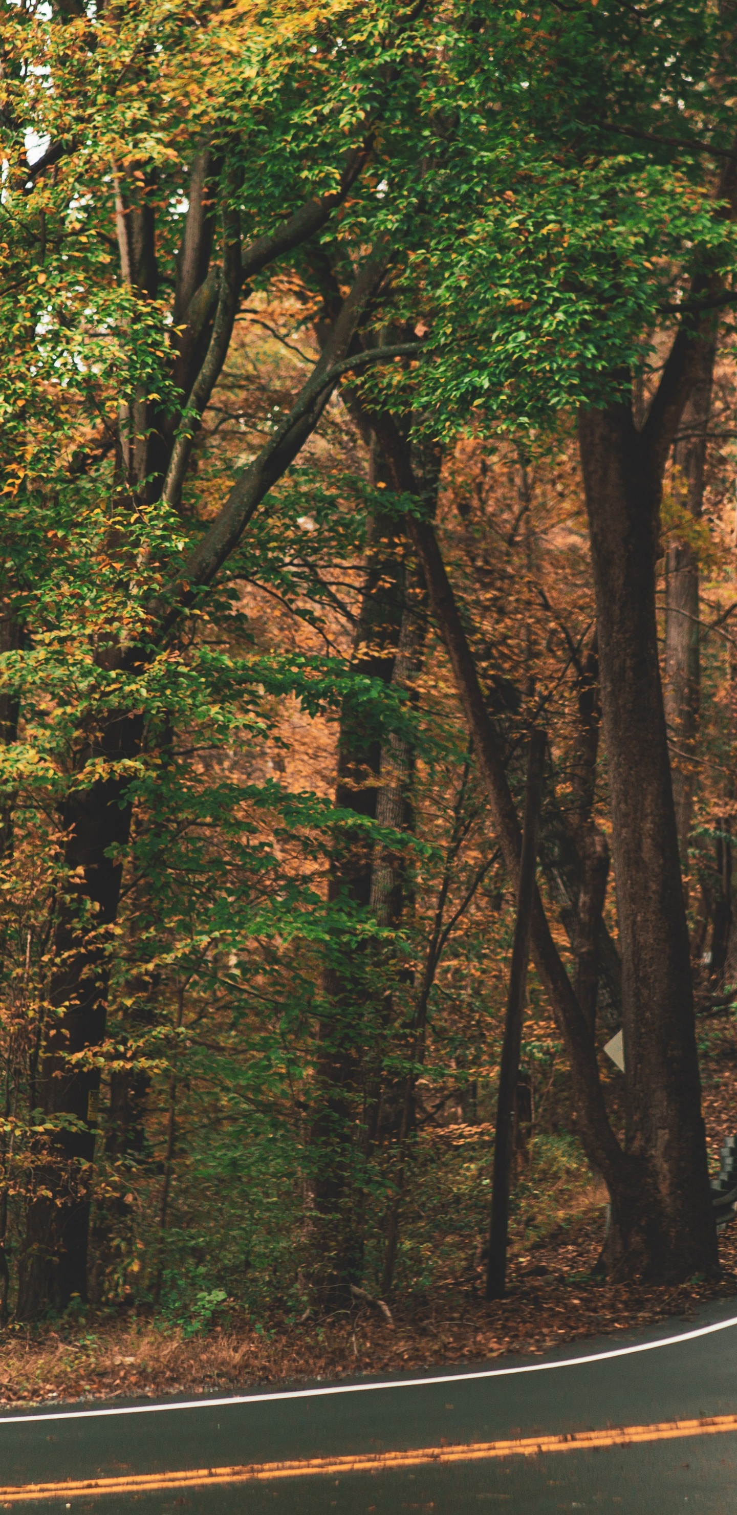 Обои Мерседес-Бенц Спринтер, коричневый цвет, растение, экорегион, природный ландшафт в разрешении 1440x2960