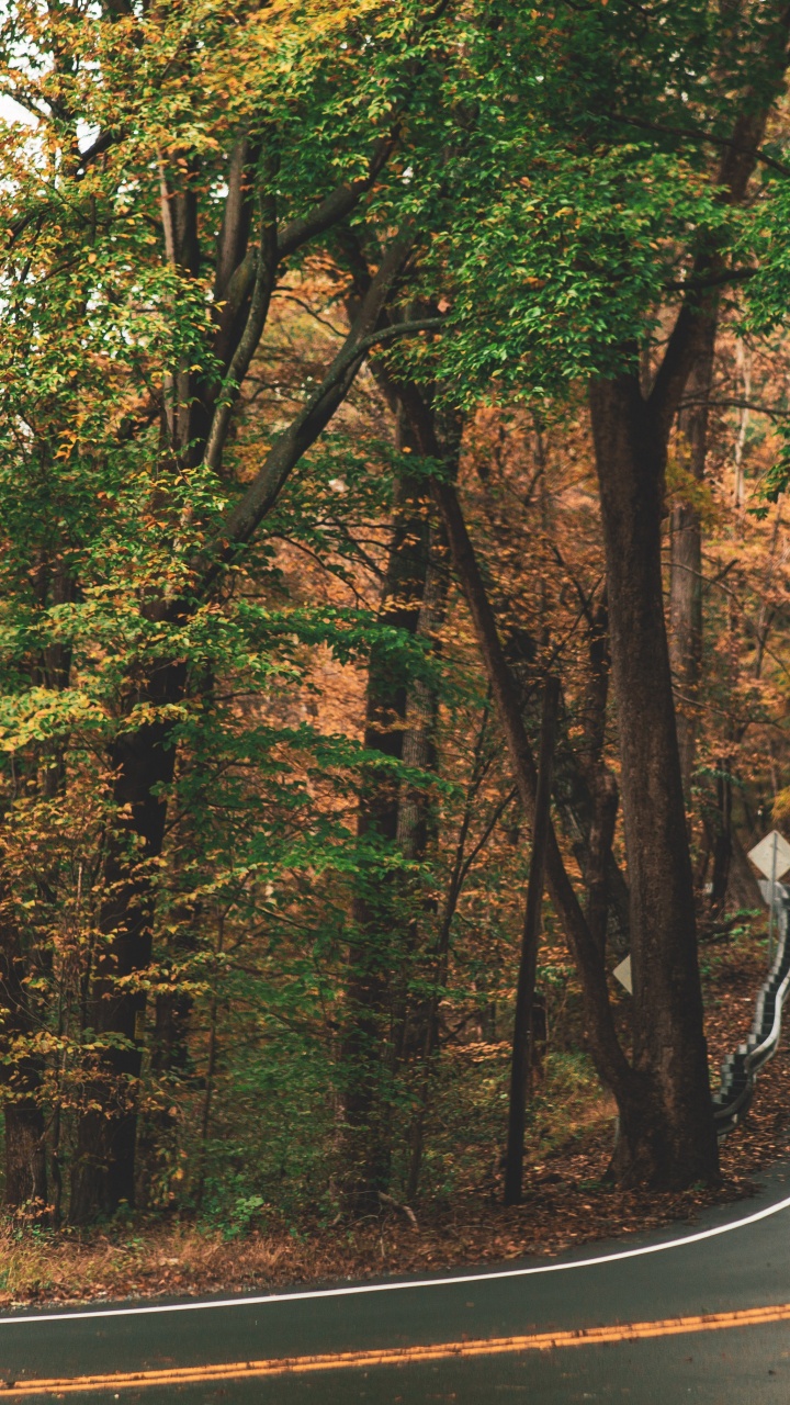 Обои Мерседес-Бенц Спринтер, коричневый цвет, растение, экорегион, природный ландшафт в разрешении 720x1280