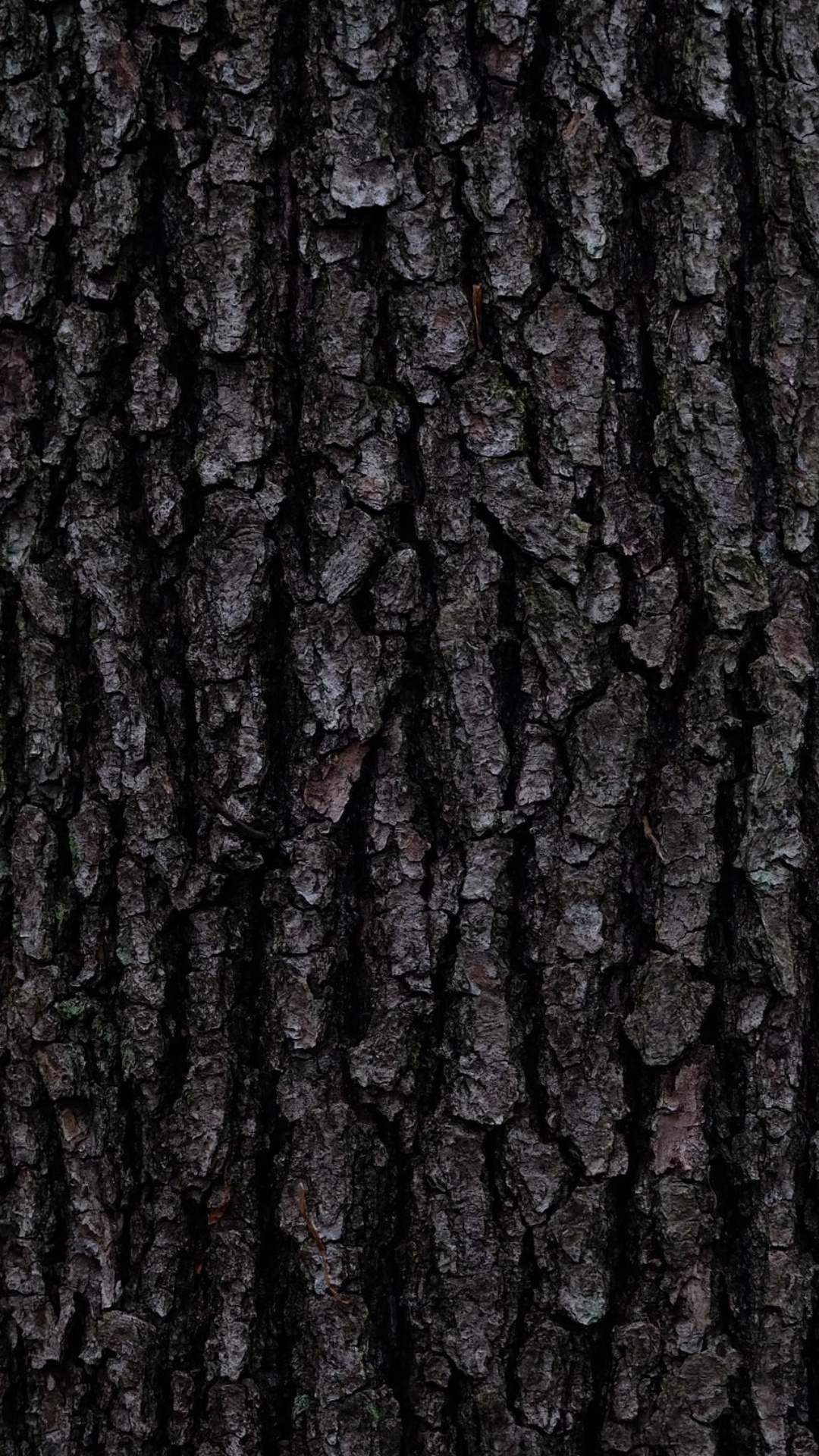Обои дерево, Кора, коричневый цвет, древесина, серый цвет в разрешении 1080x1920