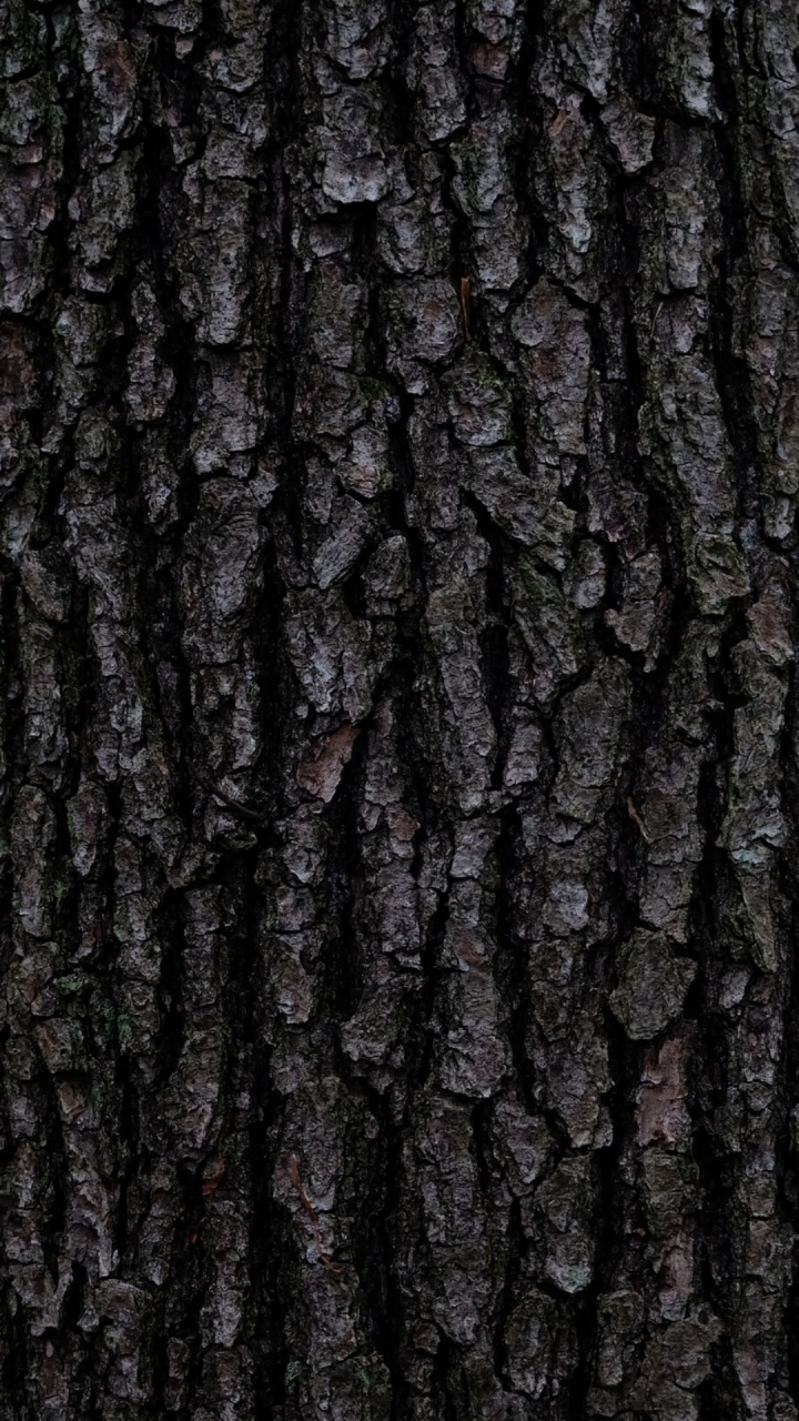 Обои дерево, Кора, коричневый цвет, древесина, серый цвет в разрешении 720x1280