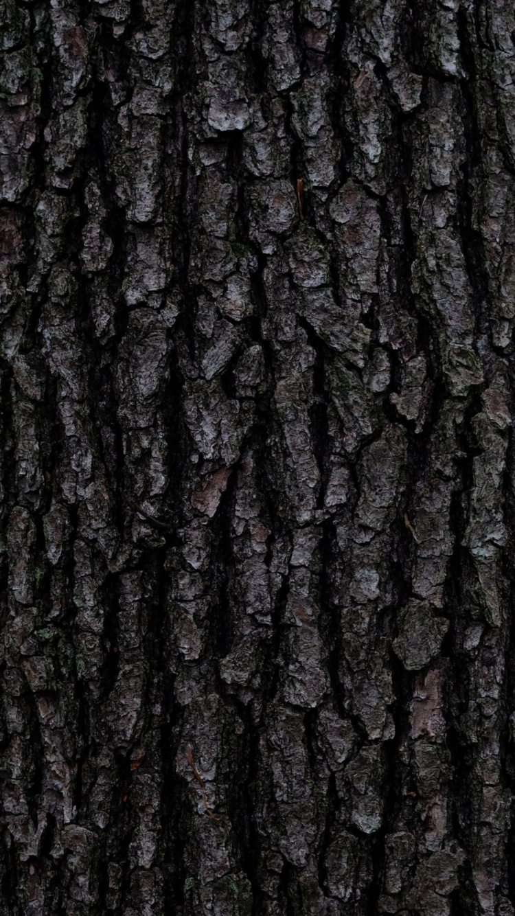Обои дерево, Кора, коричневый цвет, древесина, серый цвет в разрешении 750x1334