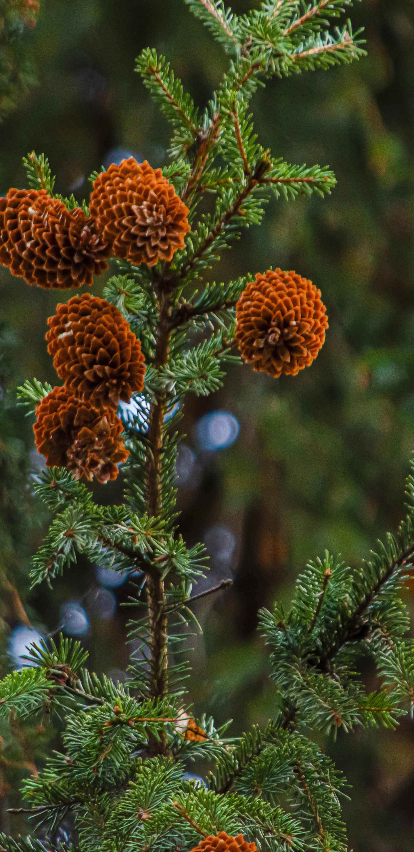 Обои ветвь, природа, ветка, елка, растительность в разрешении 1440x2960