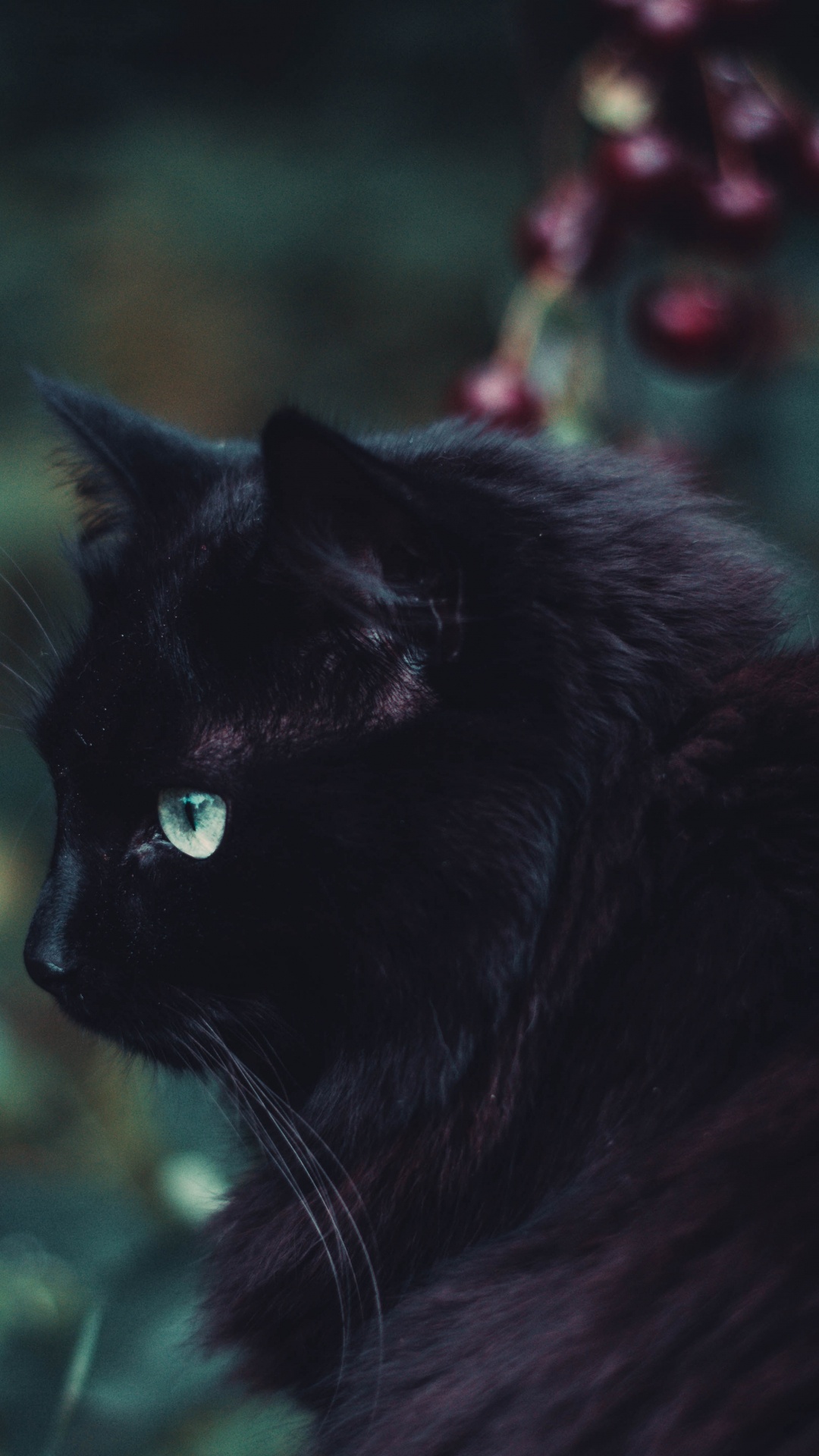 Обои кот, черная кошка, черный, бакенбарды, кошачьих в разрешении 1080x1920