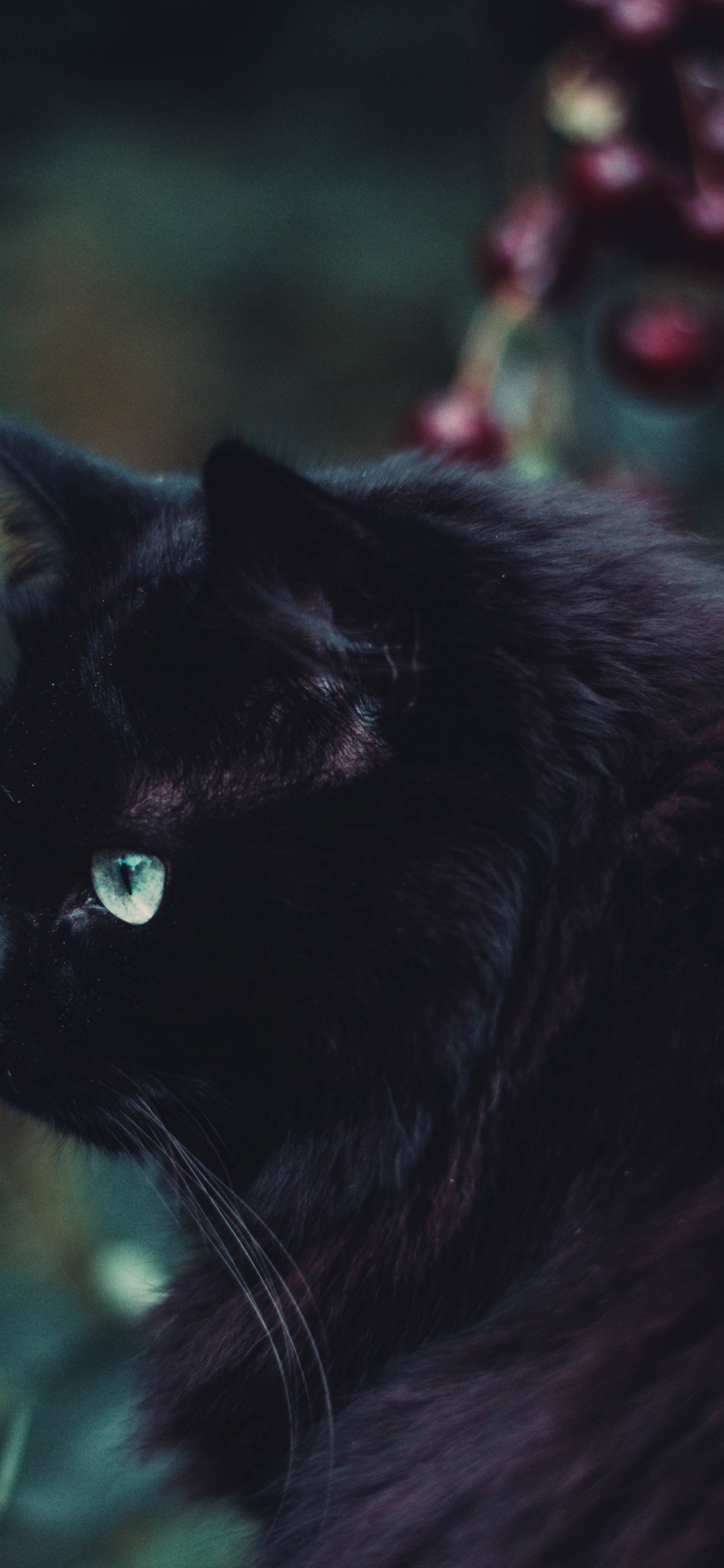 Обои кот, черная кошка, черный, бакенбарды, кошачьих в разрешении 1125x2436
