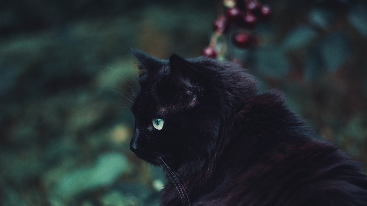 Обои кот, черная кошка, черный, бакенбарды, кошачьих в разрешении 1280x720
