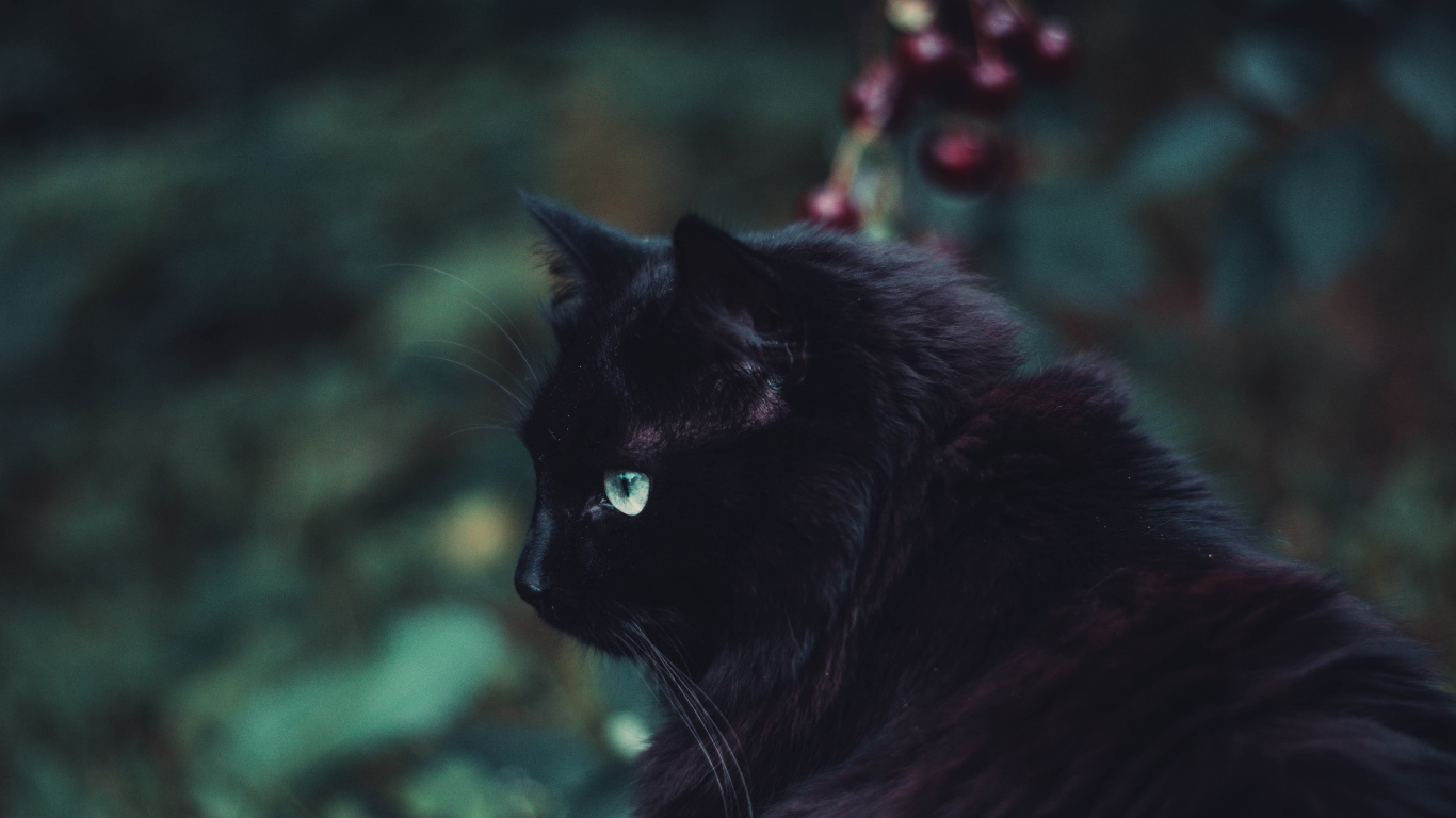 Обои кот, черная кошка, черный, бакенбарды, кошачьих в разрешении 1366x768