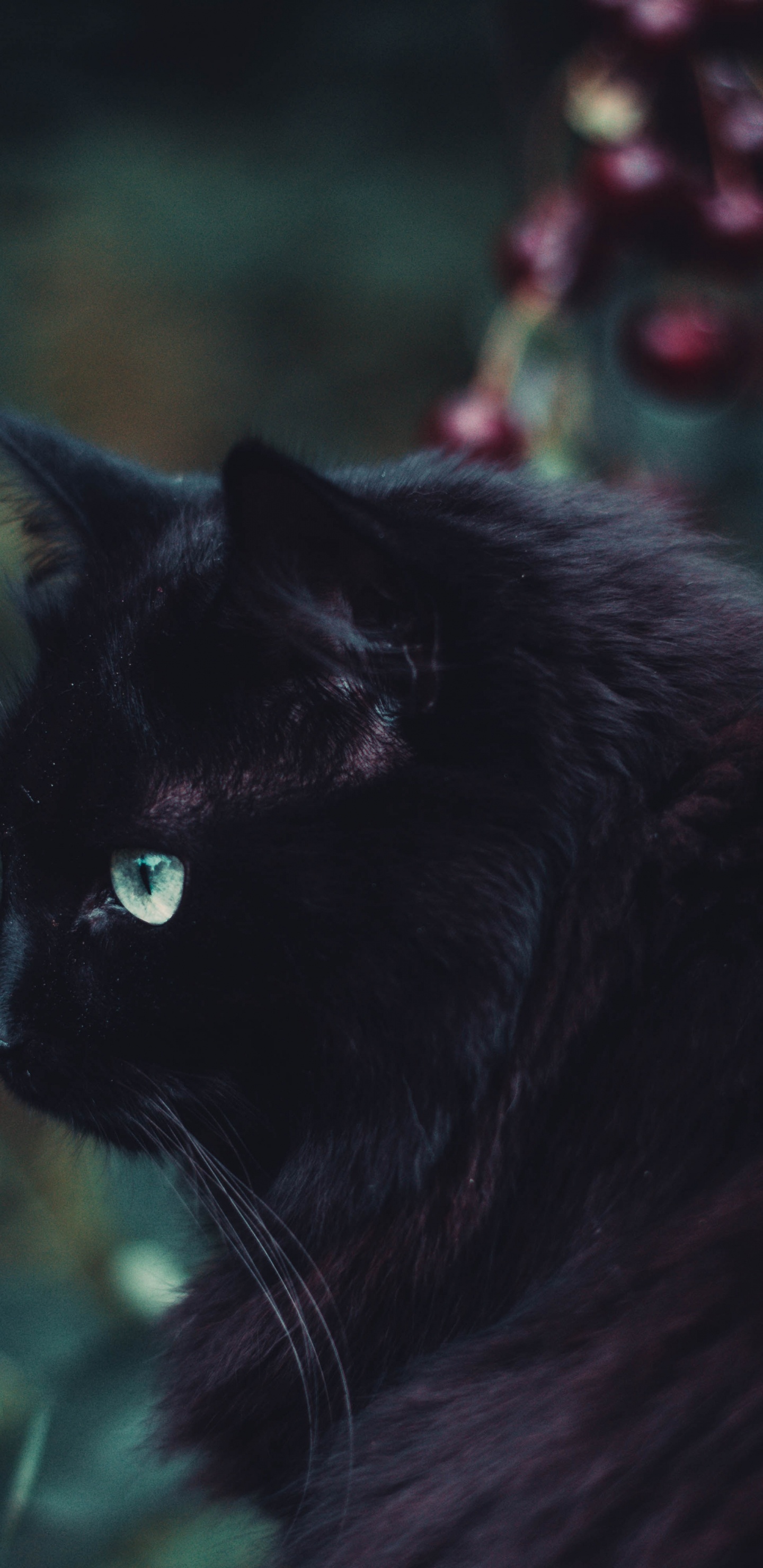 Обои кот, черная кошка, черный, бакенбарды, кошачьих в разрешении 1440x2960