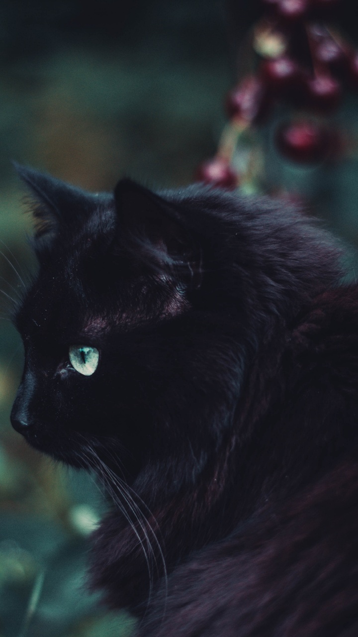 Обои кот, черная кошка, черный, бакенбарды, кошачьих в разрешении 720x1280