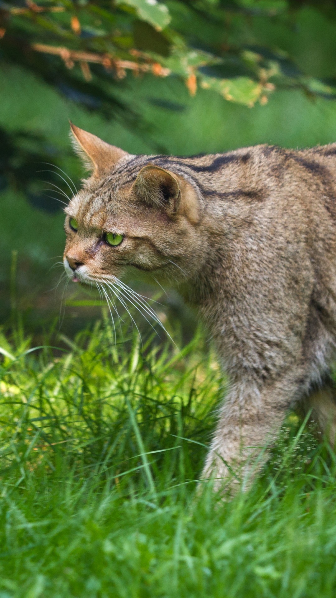 Обои живая природа, Дикая кошка, Пиксибоб, кот, растение в разрешении 1080x1920