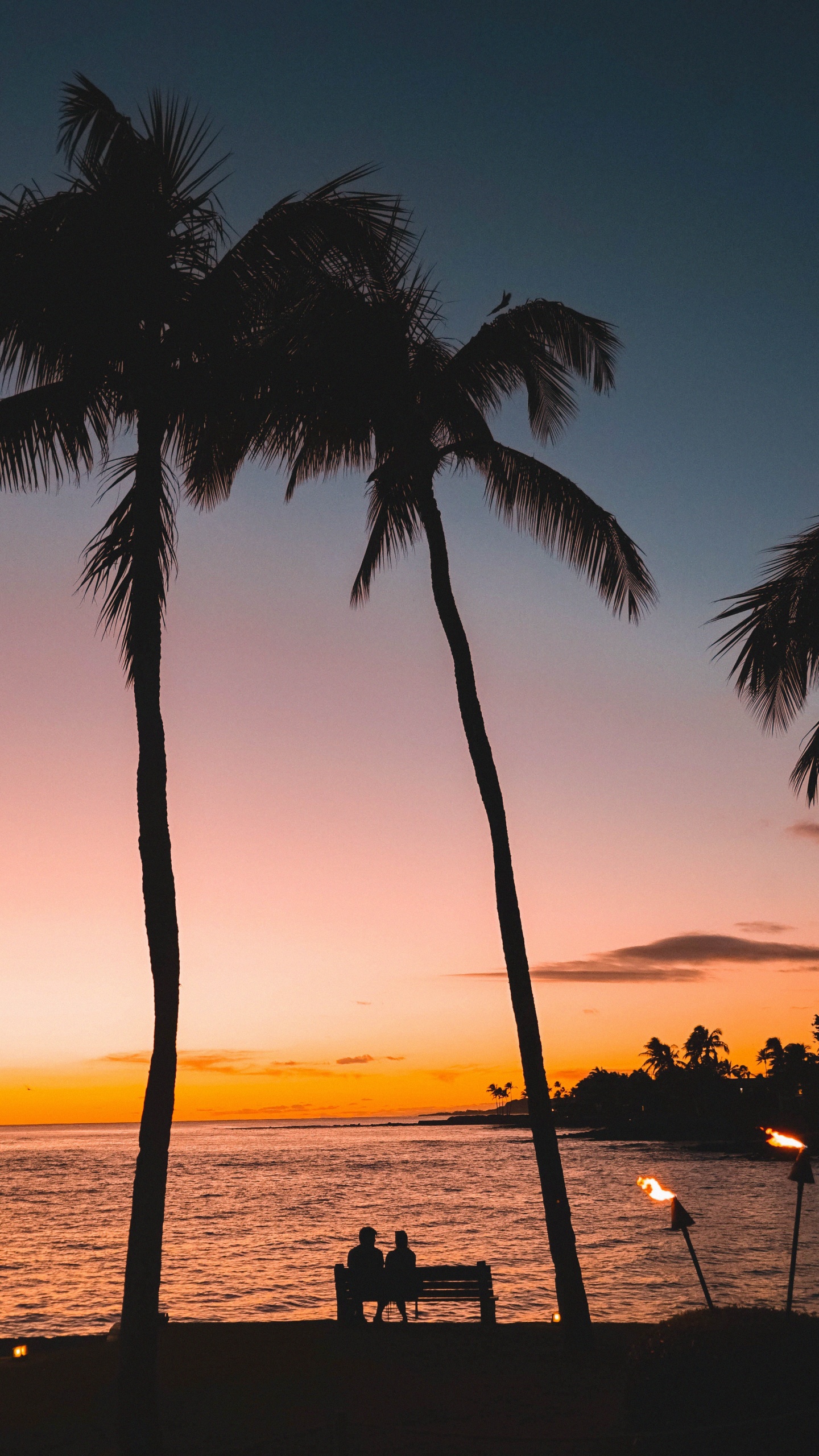 Обои дерево, Пальма, тропическая зона, закат, древесные растения в разрешении 1440x2560