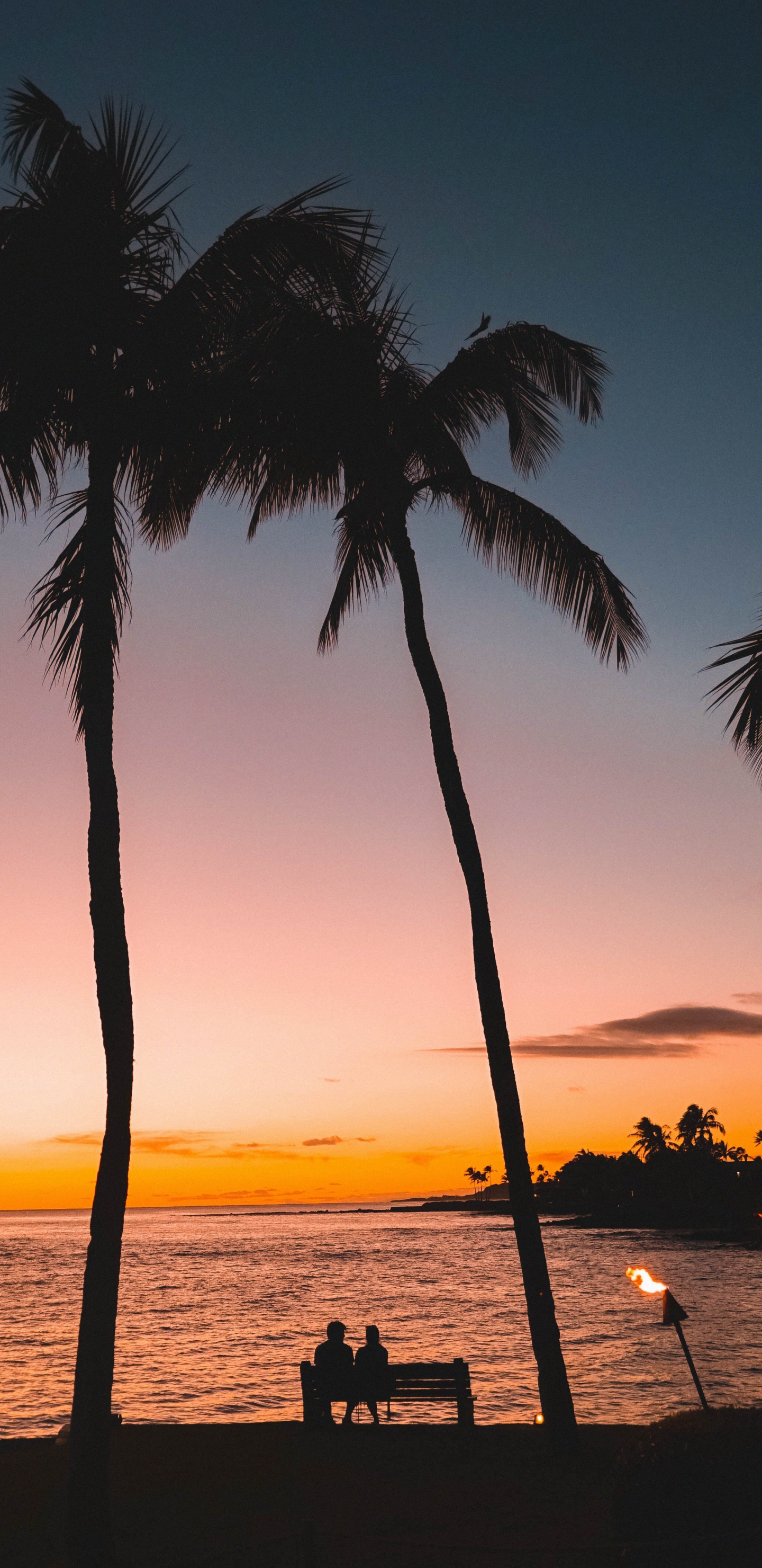 Обои дерево, Пальма, тропическая зона, закат, древесные растения в разрешении 1440x2960