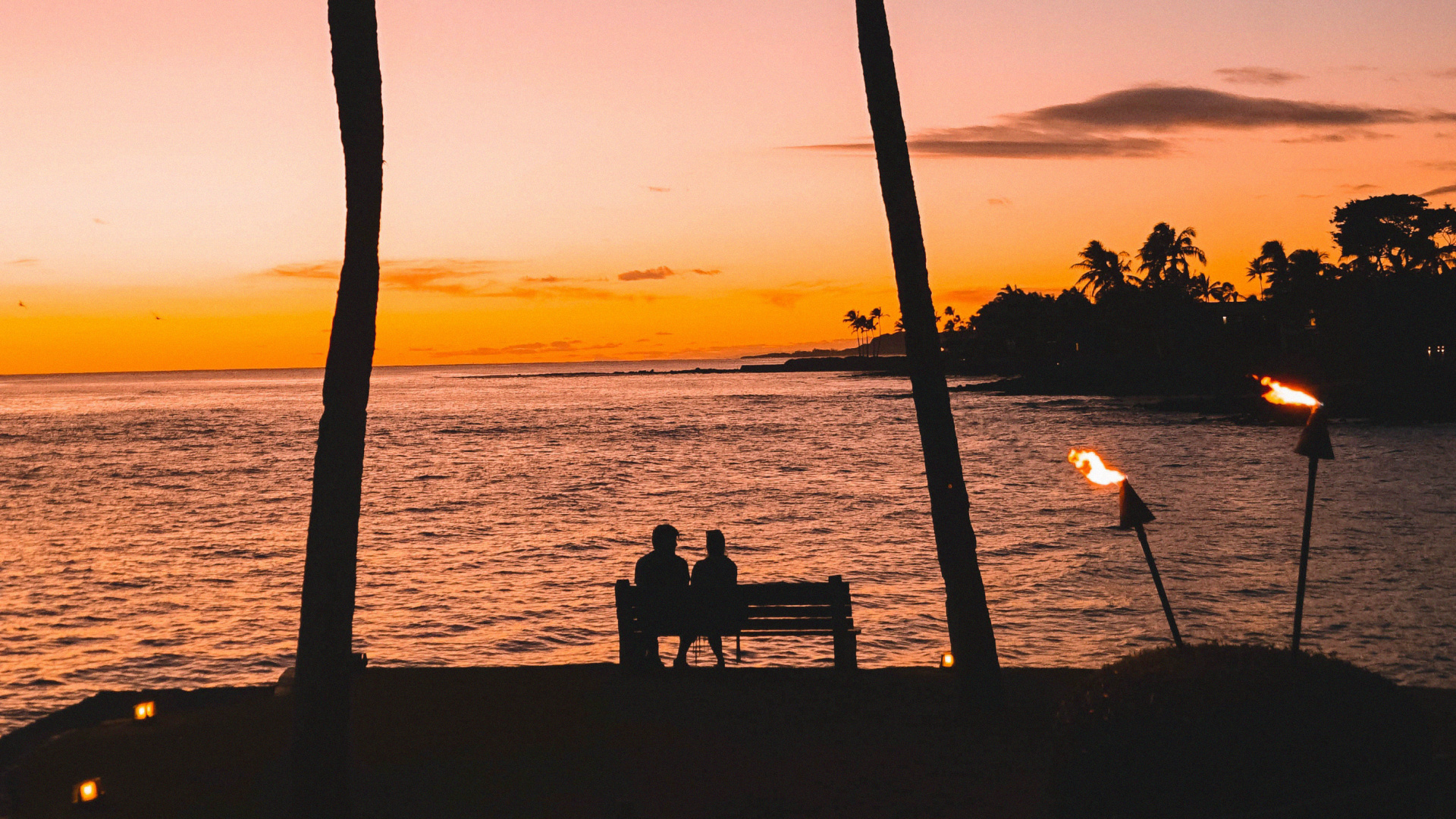 Обои дерево, Пальма, тропическая зона, закат, древесные растения в разрешении 1920x1080