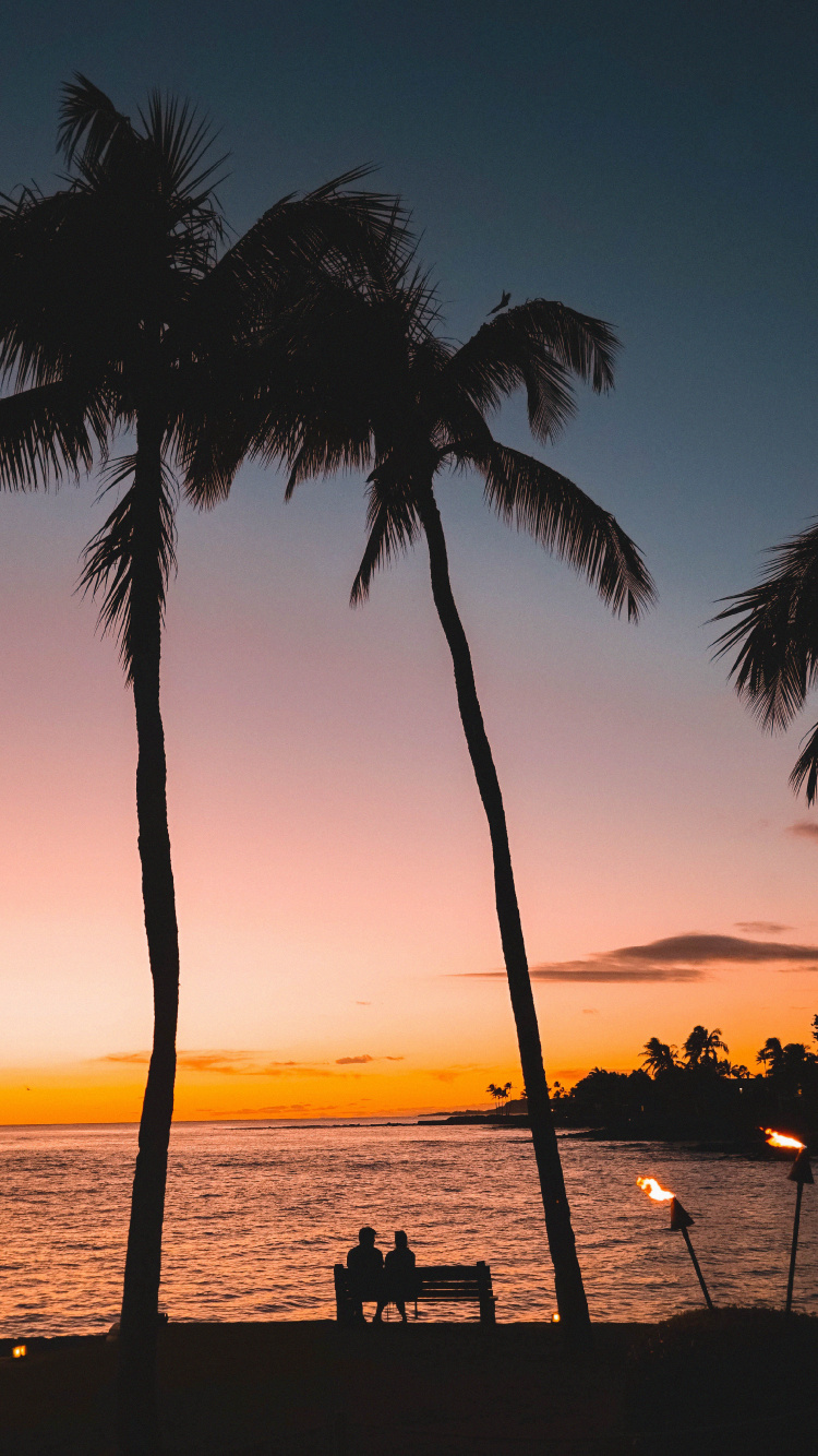 Обои дерево, Пальма, тропическая зона, закат, древесные растения в разрешении 750x1334