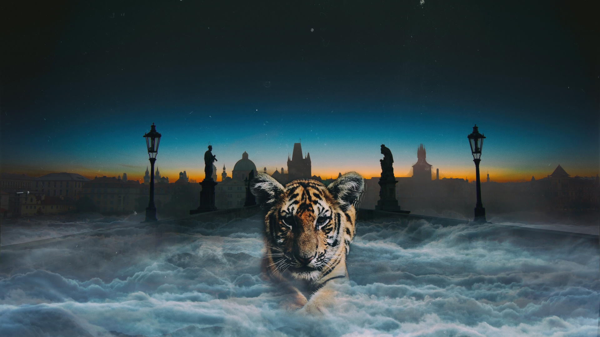 Обои тигр, бенгальский тигр, кошачьих, живая природа, вода в разрешении 1920x1080