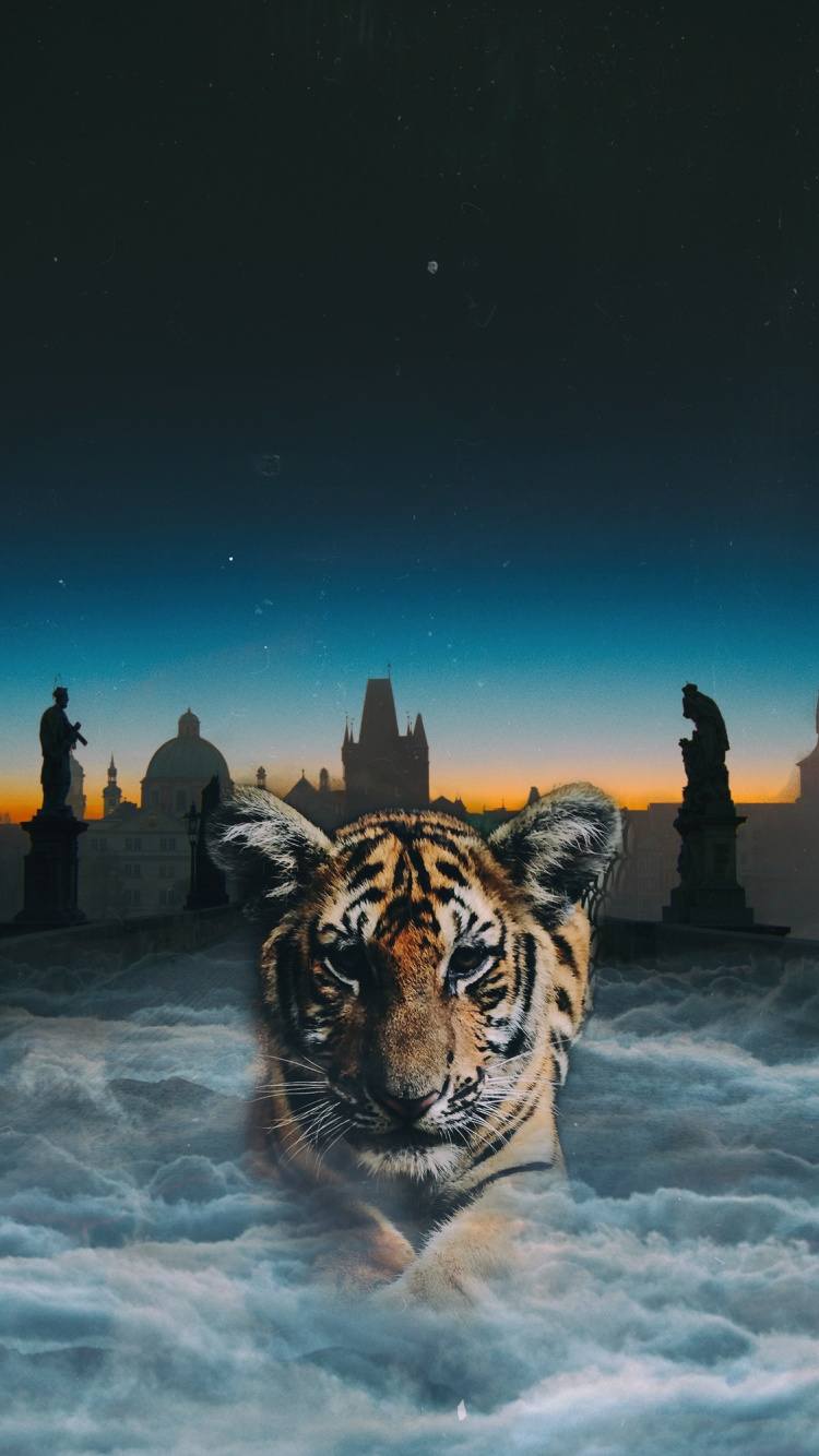 Обои тигр, бенгальский тигр, кошачьих, живая природа, вода в разрешении 750x1334