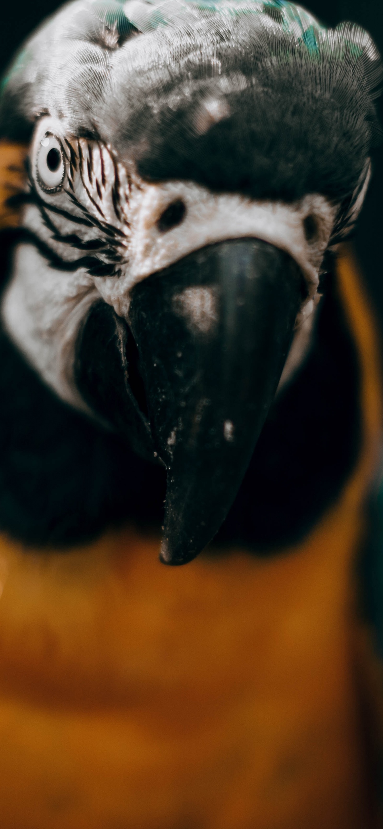 Обои Ара, птица, клюв, попугай, длиннохвостый попугай в разрешении 1242x2688