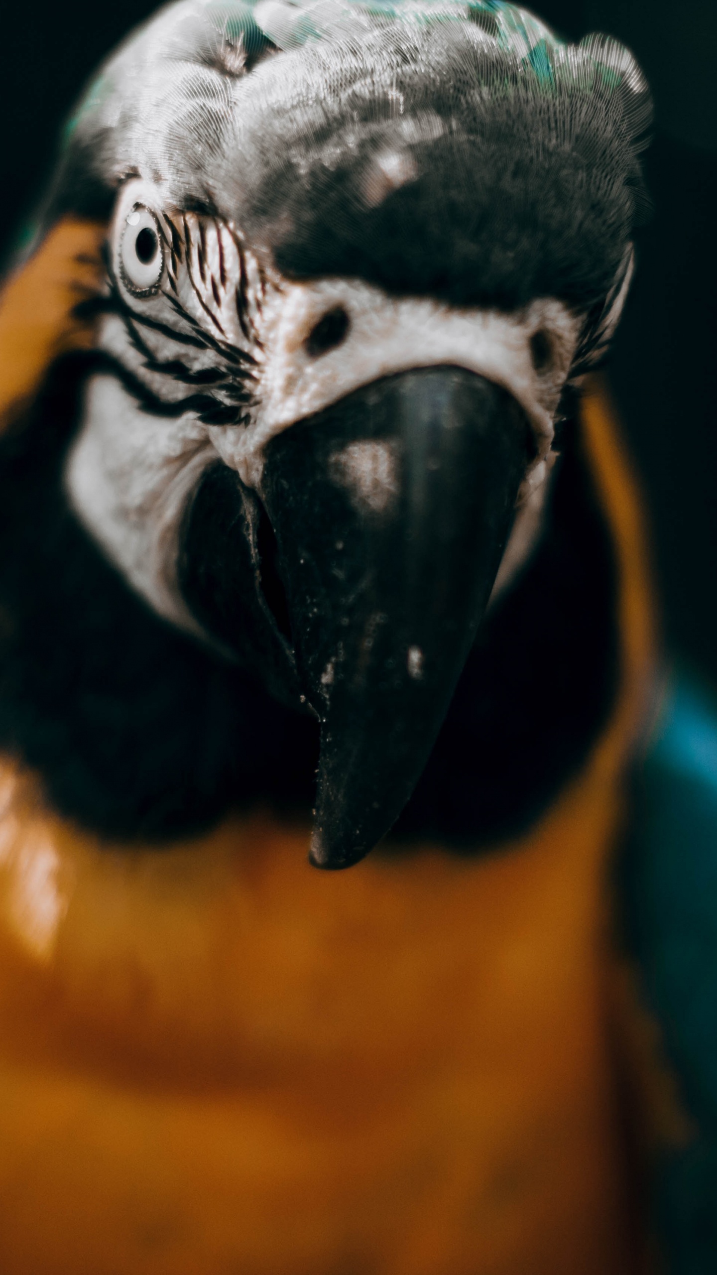 Обои Ара, птица, клюв, попугай, длиннохвостый попугай в разрешении 1440x2560