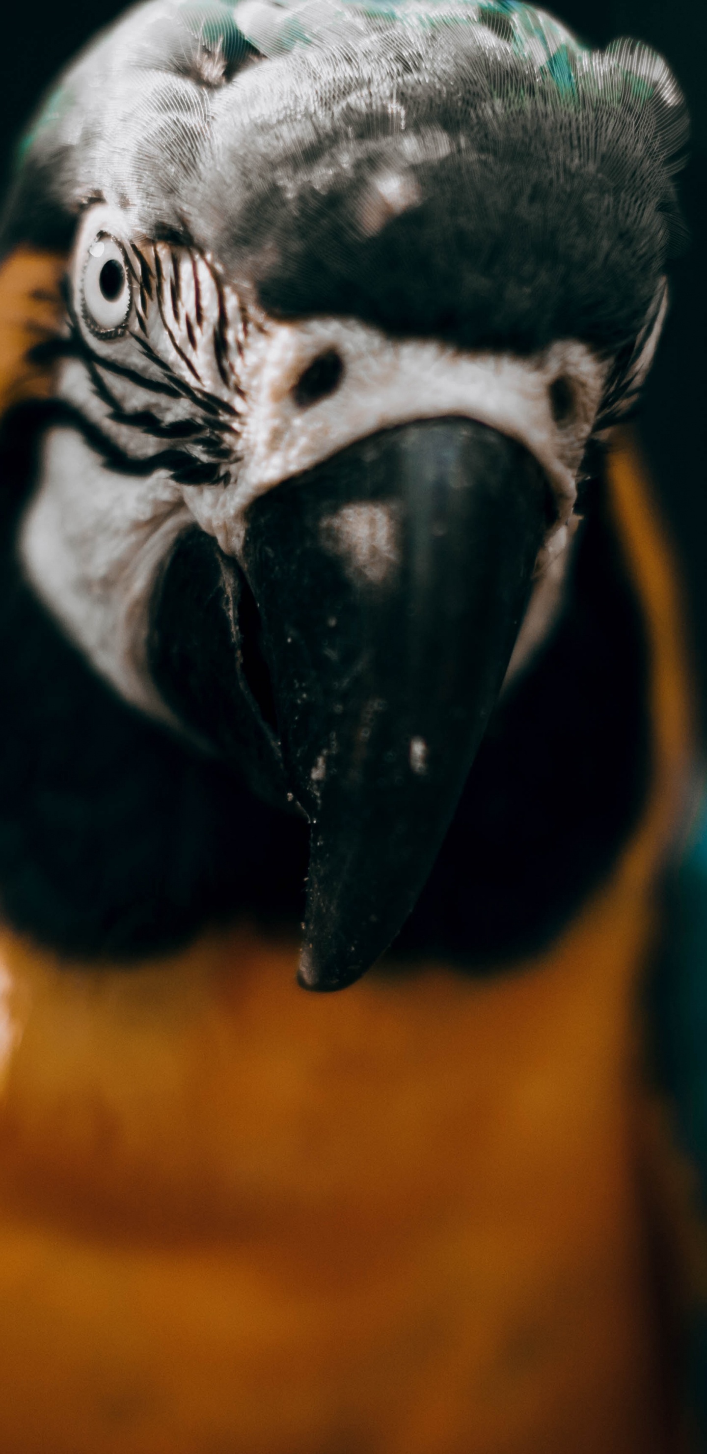 Обои Ара, птица, клюв, попугай, длиннохвостый попугай в разрешении 1440x2960