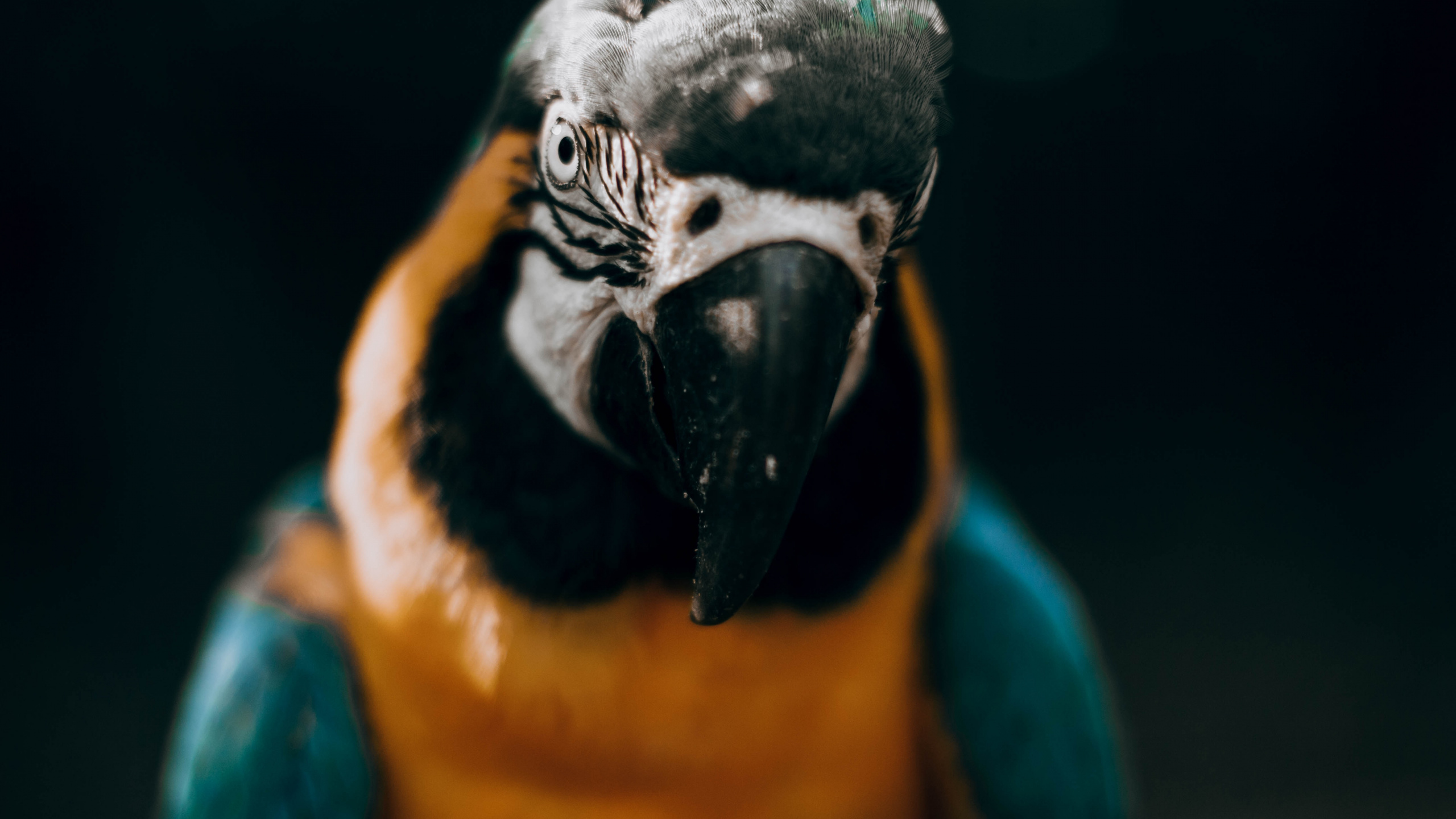 Обои Ара, птица, клюв, попугай, длиннохвостый попугай в разрешении 2560x1440