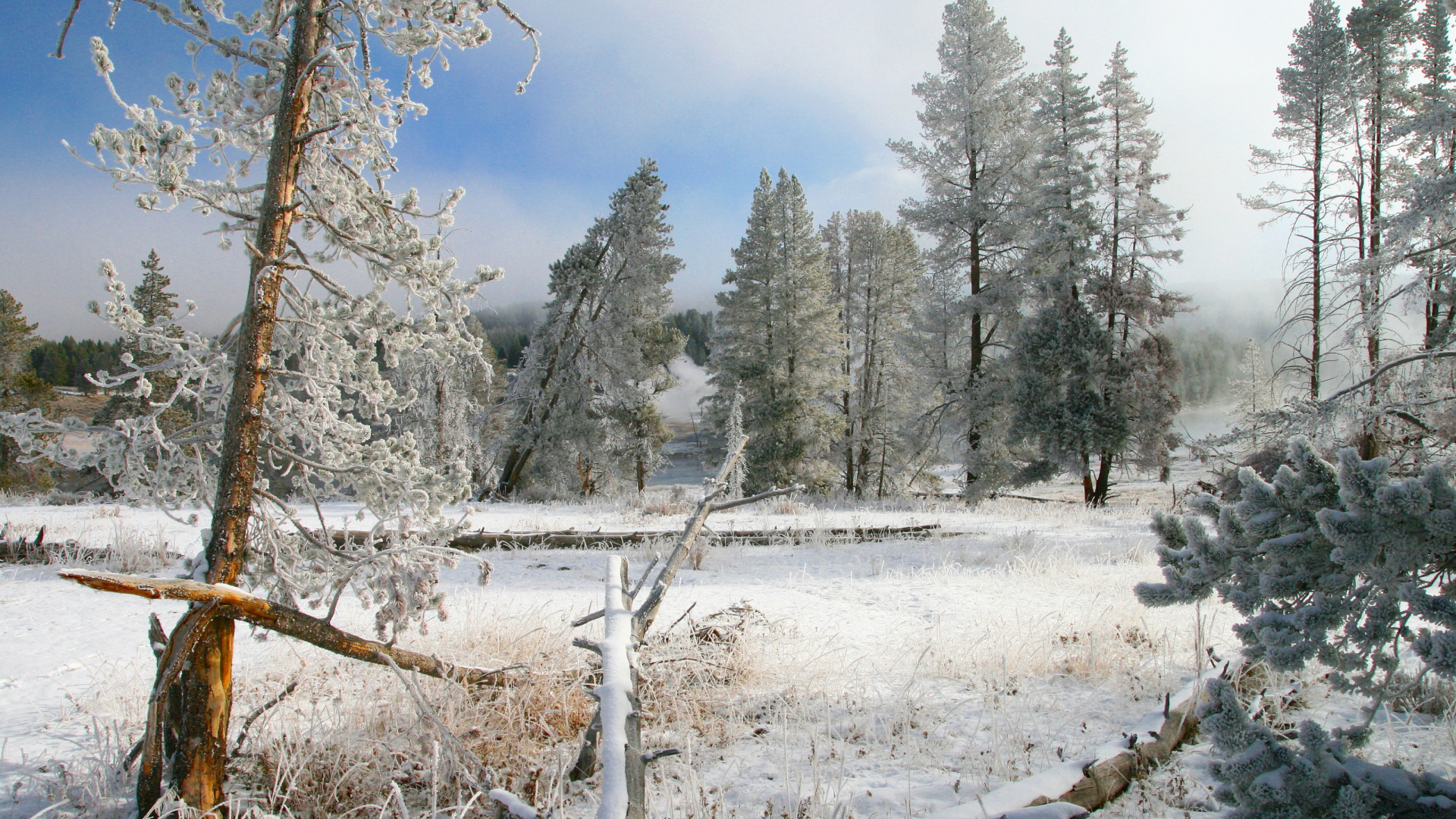 Обои зима, снег, дерево, дикая местность, лес в разрешении 1920x1080