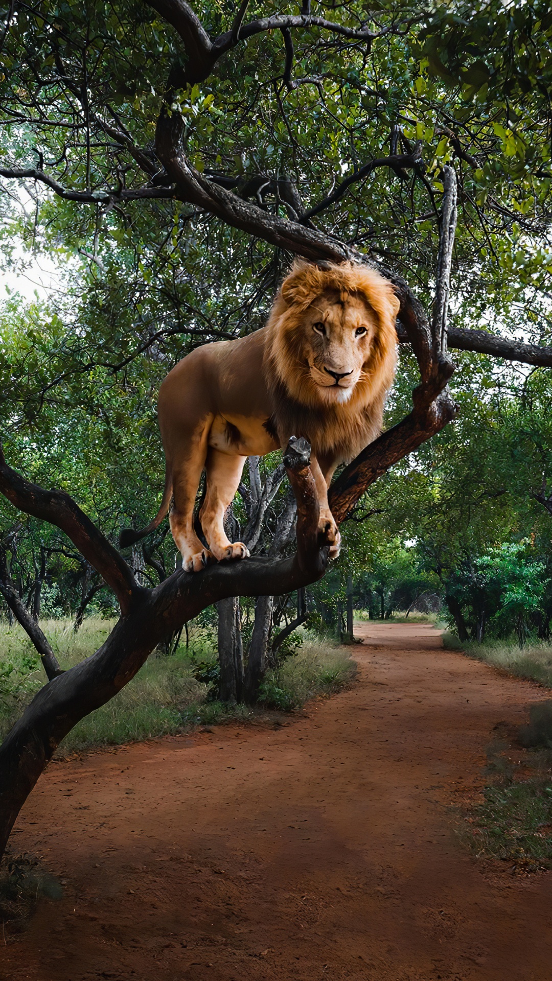 Обои масаи Лев, Системы Олимпус ом, растение, дерево, кошачьих в разрешении 1080x1920