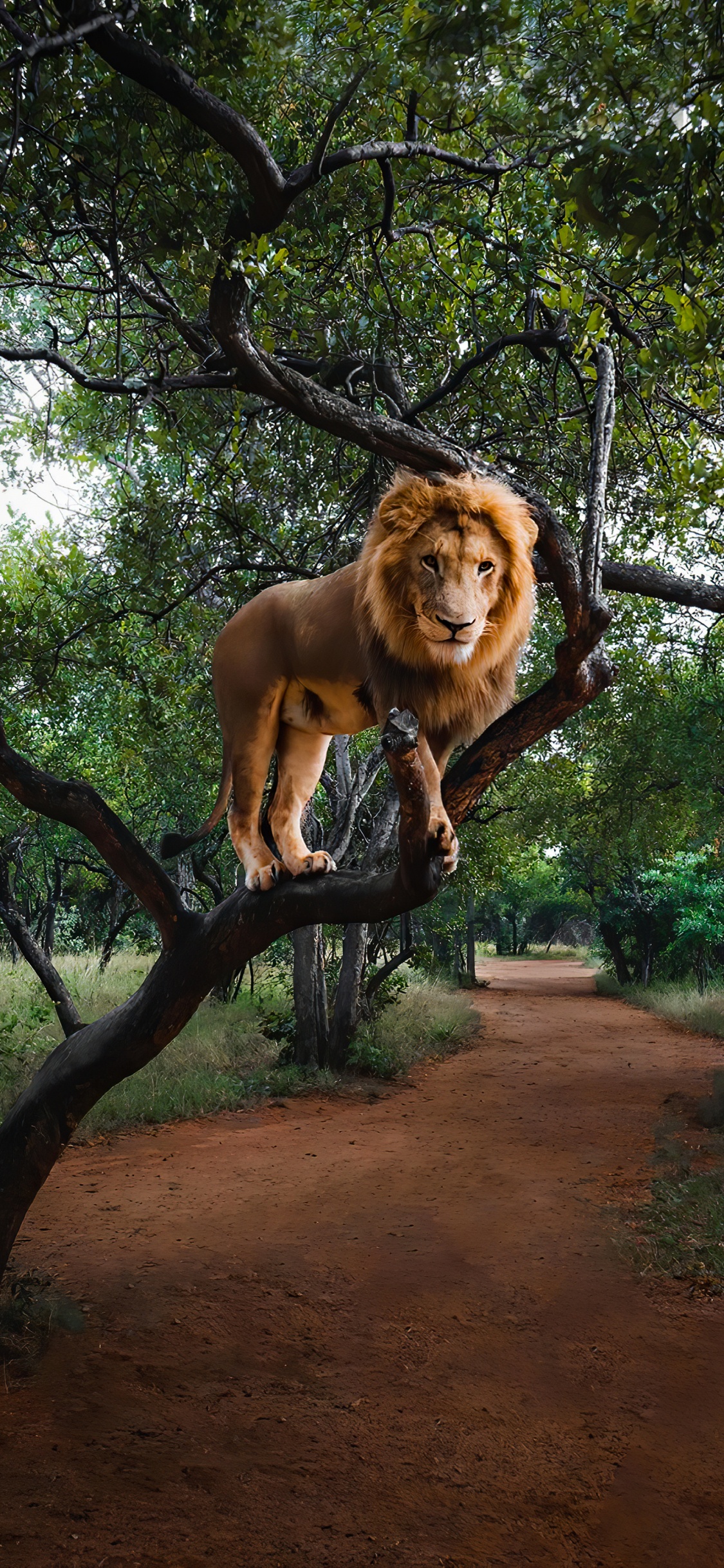 Обои масаи Лев, Системы Олимпус ом, растение, дерево, кошачьих в разрешении 1125x2436