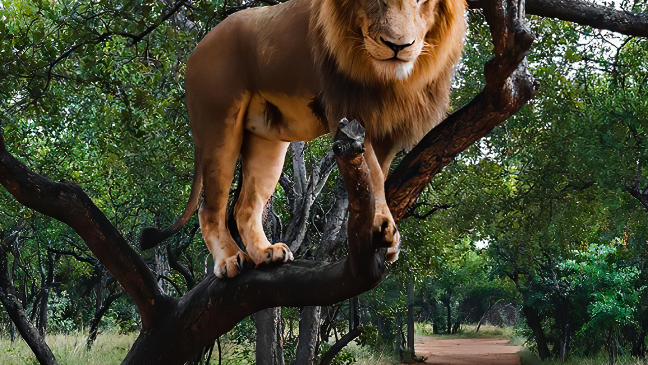 Обои масаи Лев, Системы Олимпус ом, растение, дерево, кошачьих в разрешении 1280x720