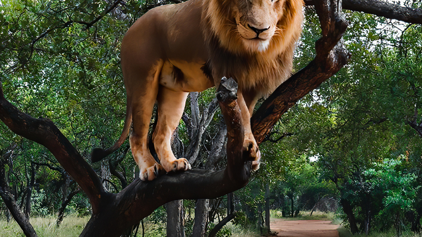 Обои масаи Лев, Системы Олимпус ом, растение, дерево, кошачьих в разрешении 1366x768