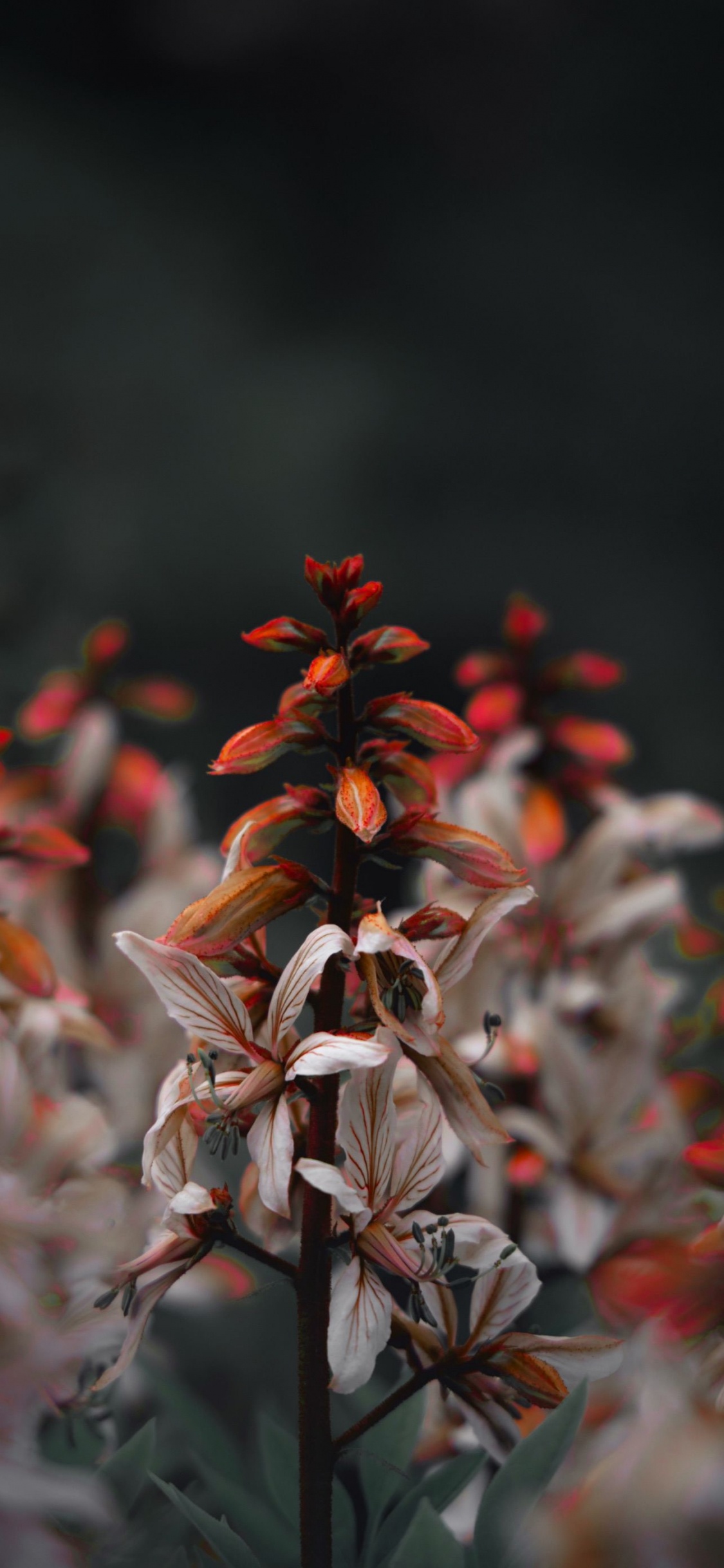 Обои Флора, цветок, растение, наземное растение, лепесток в разрешении 1125x2436