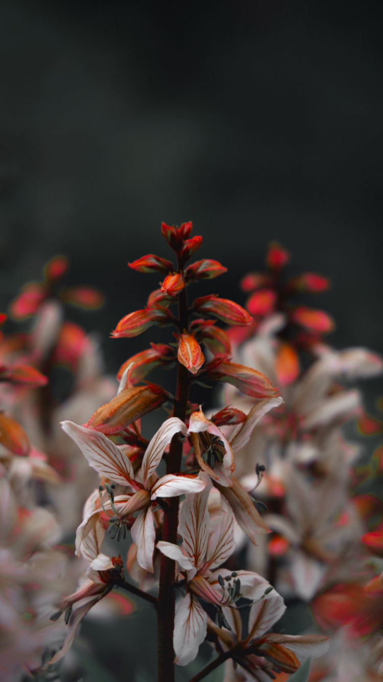 Обои Флора, цветок, растение, наземное растение, лепесток в разрешении 750x1334