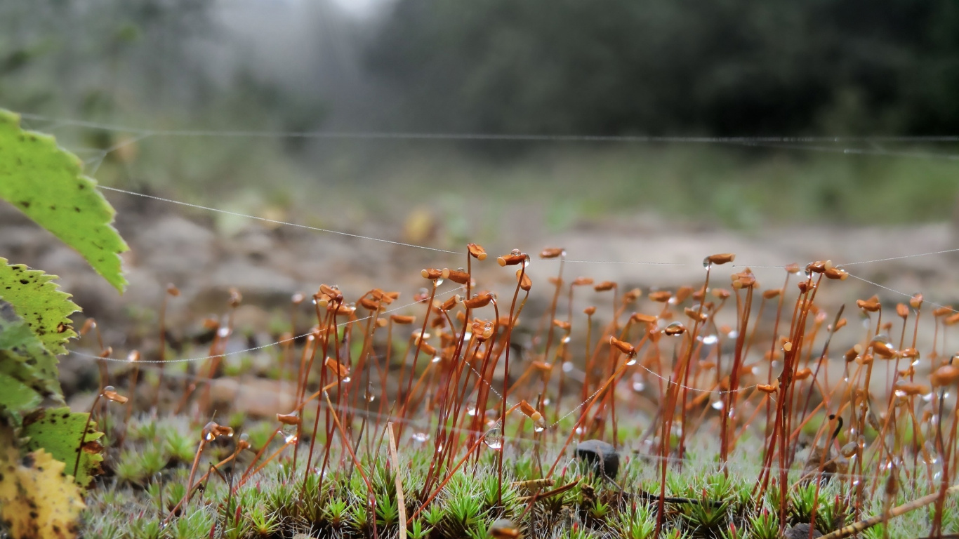 Обои растительность, семейство травы, весна, паутина, природа в разрешении 1366x768
