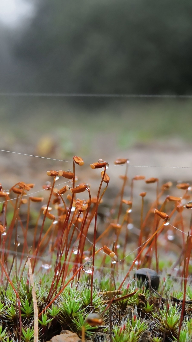 Обои растительность, семейство травы, весна, паутина, природа в разрешении 750x1334