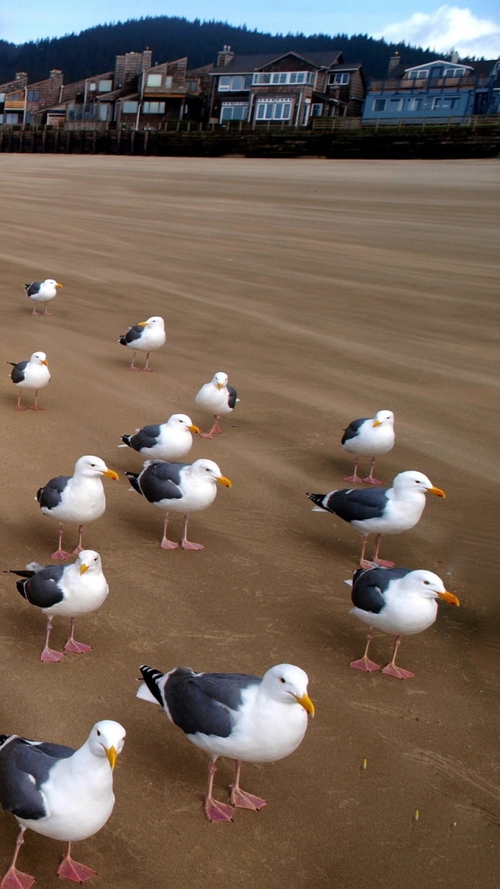Обои птица, водоплавающие птицы, морская птица, песок, экорегион в разрешении 720x1280