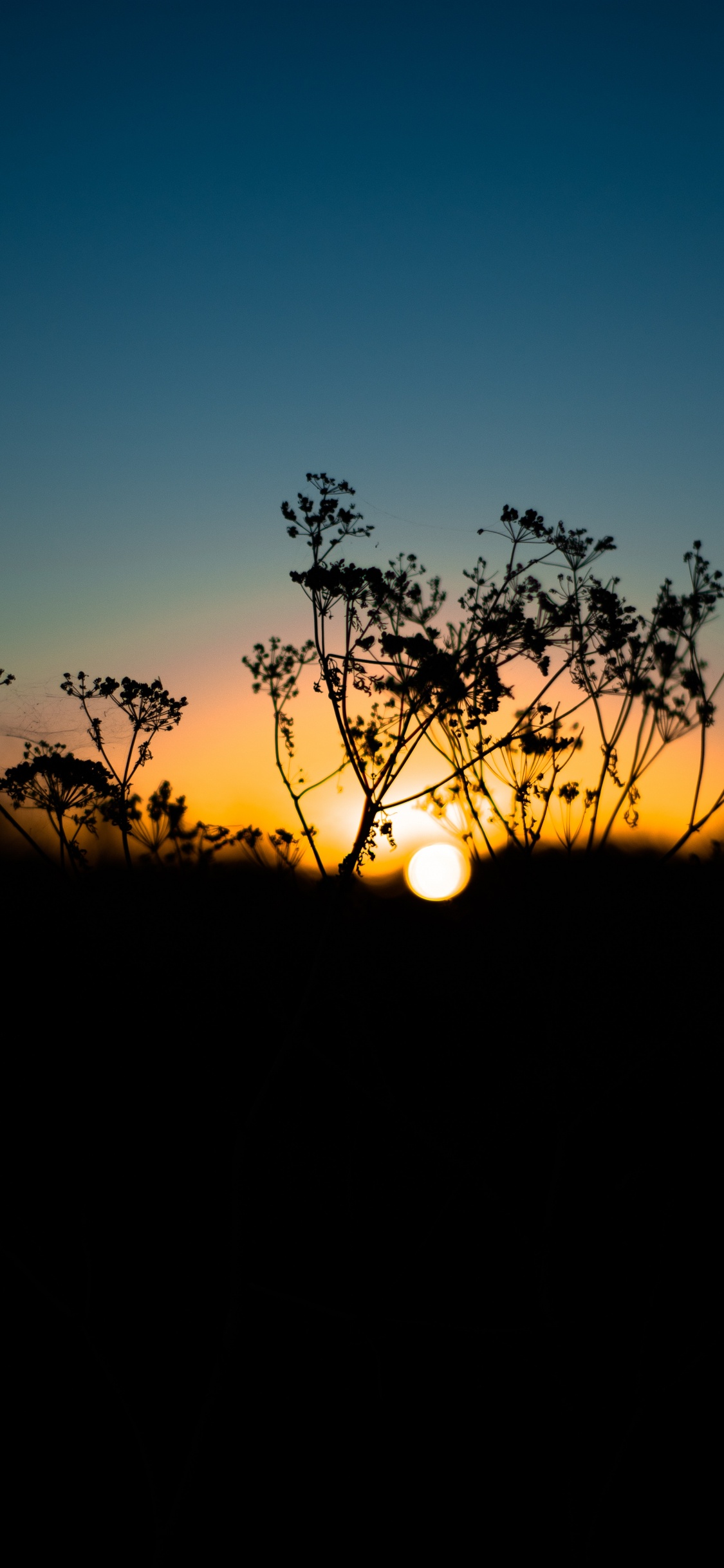 Обои природа, природный ландшафт, горизонт, дерево, закат в разрешении 1125x2436