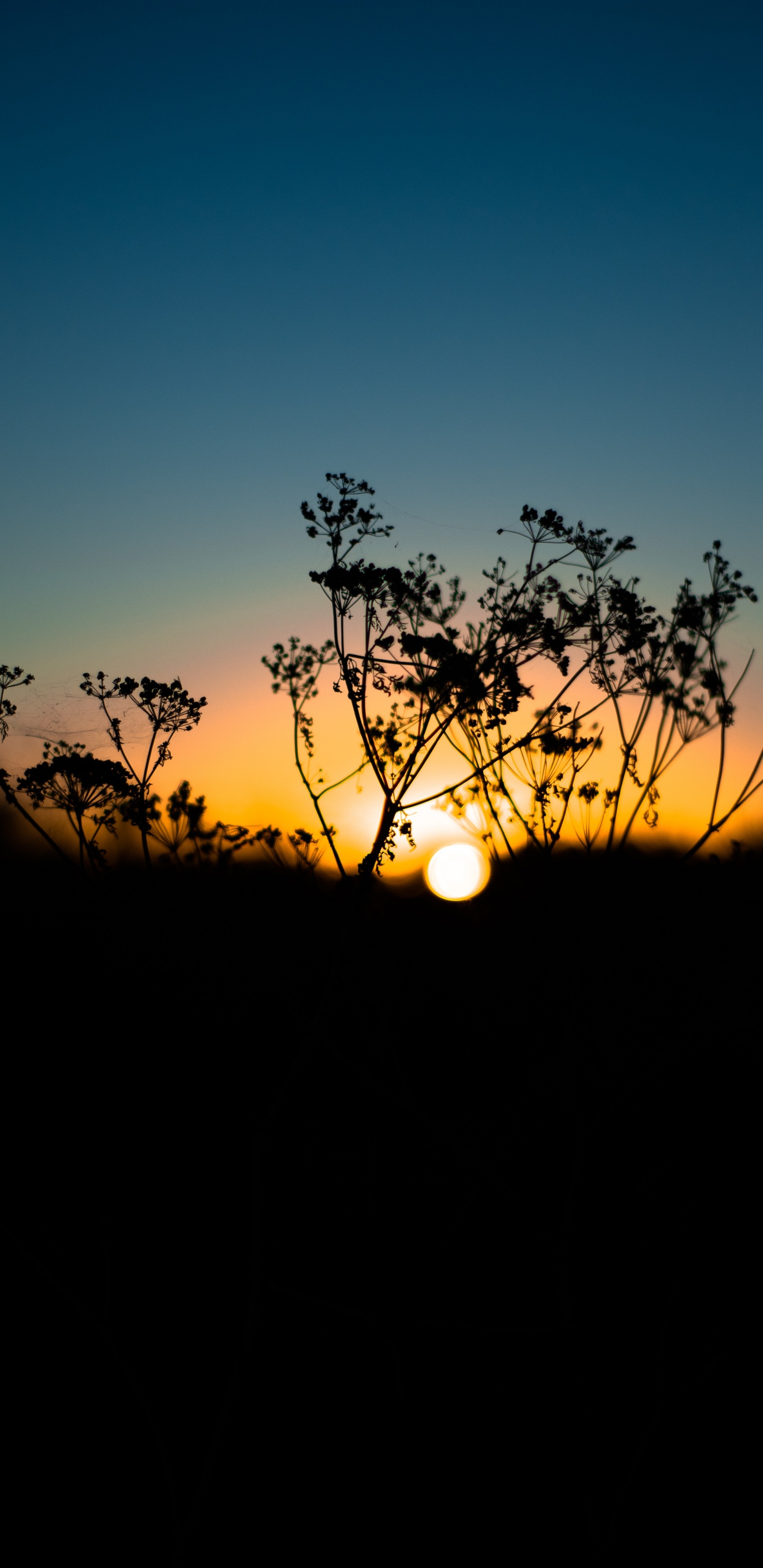 Обои природа, природный ландшафт, горизонт, дерево, закат в разрешении 1440x2960