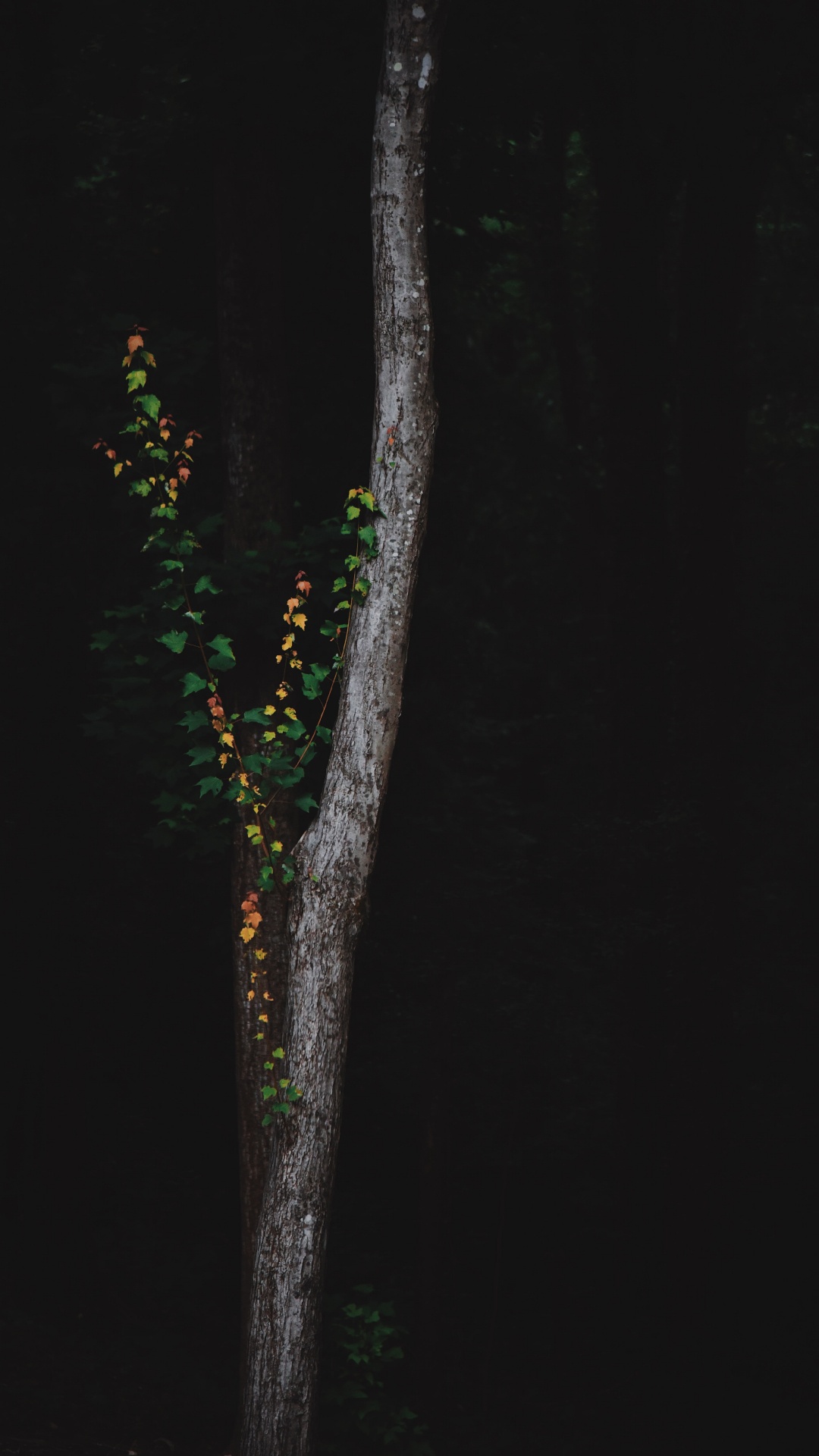 Обои дерево, зеленый, ветвь, ночь, растение в разрешении 1080x1920
