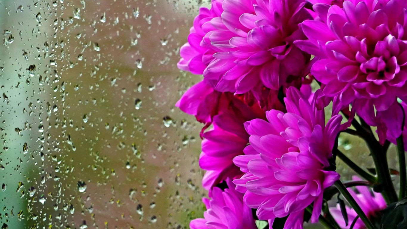 Обои цветковое растение, лепесток, пурпур, chrysanths, Флора в разрешении 1366x768