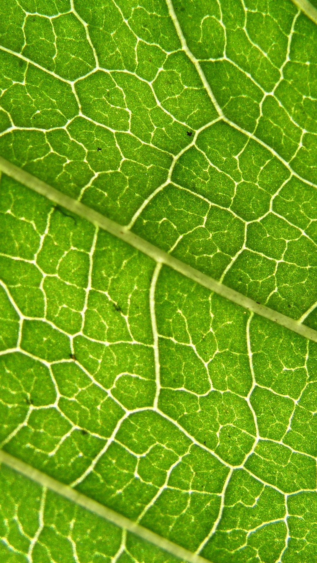 Обои лист, зеленый, растение, фитопатология, рассада в разрешении 1080x1920