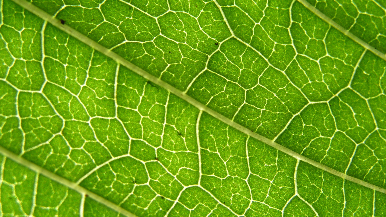 Обои лист, зеленый, растение, фитопатология, рассада в разрешении 1280x720