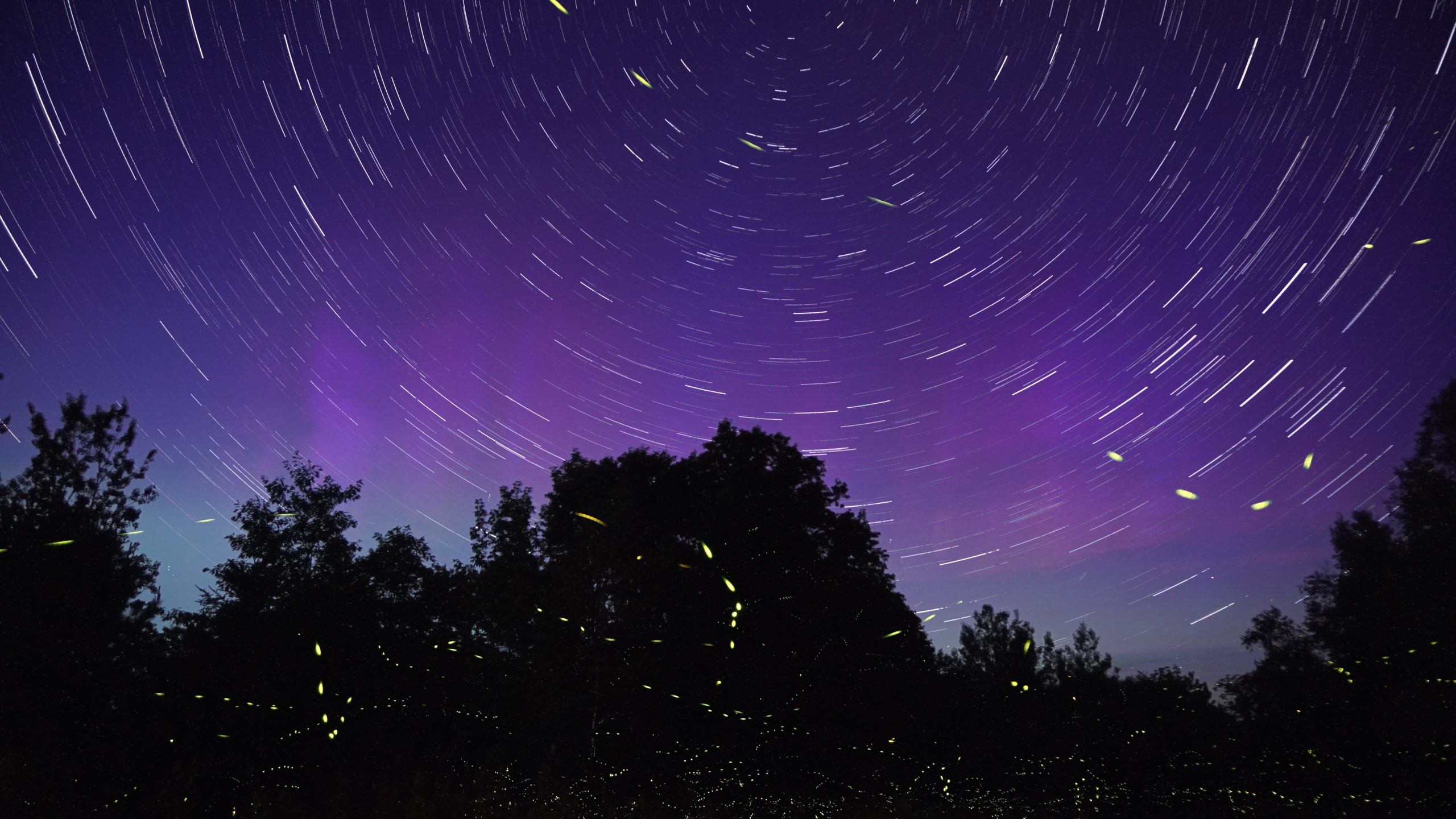 Обои светляк, пурпур, облако, космос, Фиолетовый в разрешении 2560x1440
