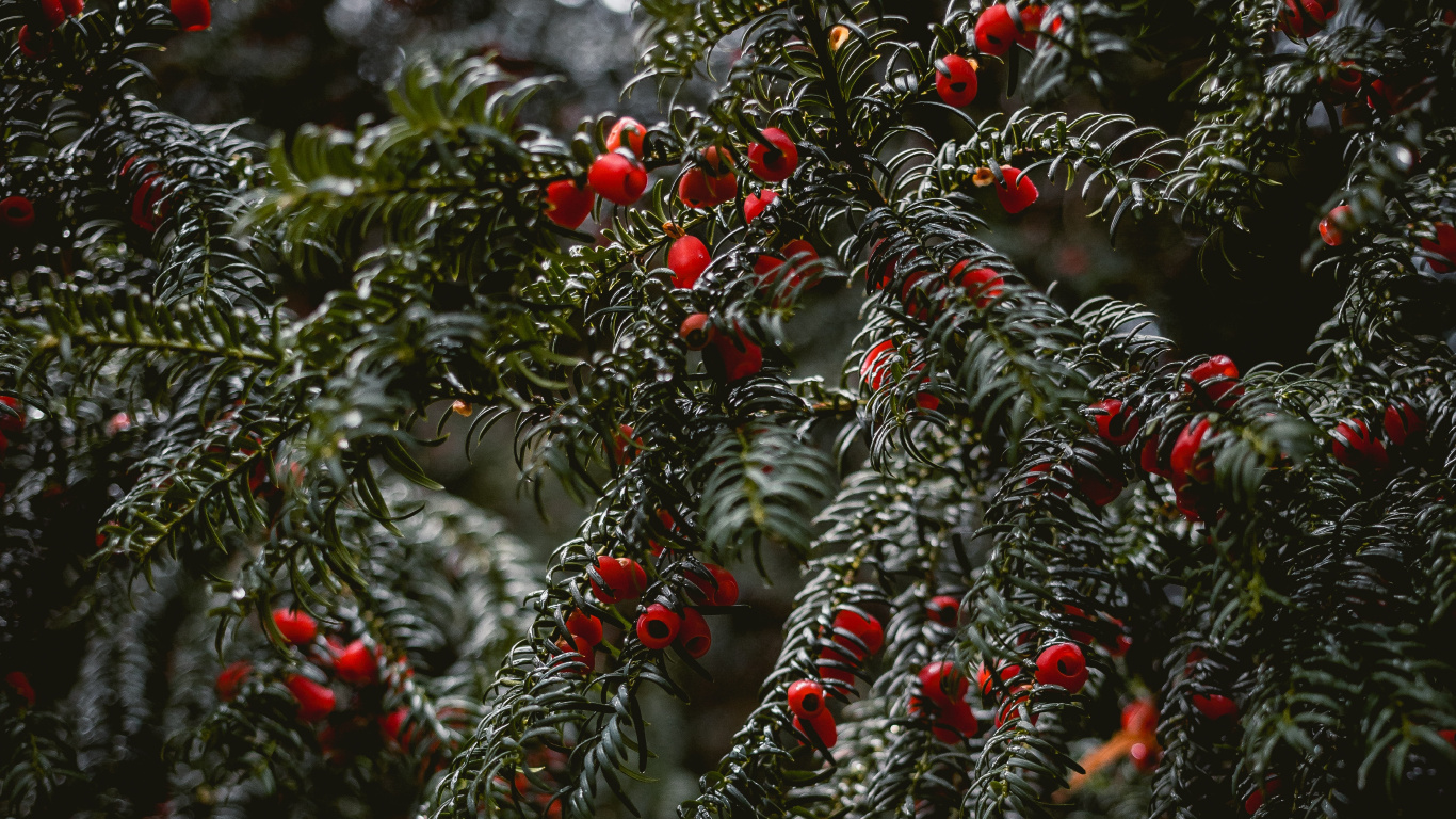 Обои Английский Тисовый, ель, глинтвейн, елка, ботаники в разрешении 1366x768