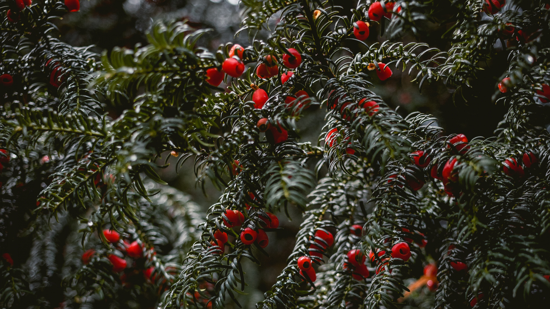 Обои Английский Тисовый, ель, глинтвейн, елка, ботаники в разрешении 1920x1080