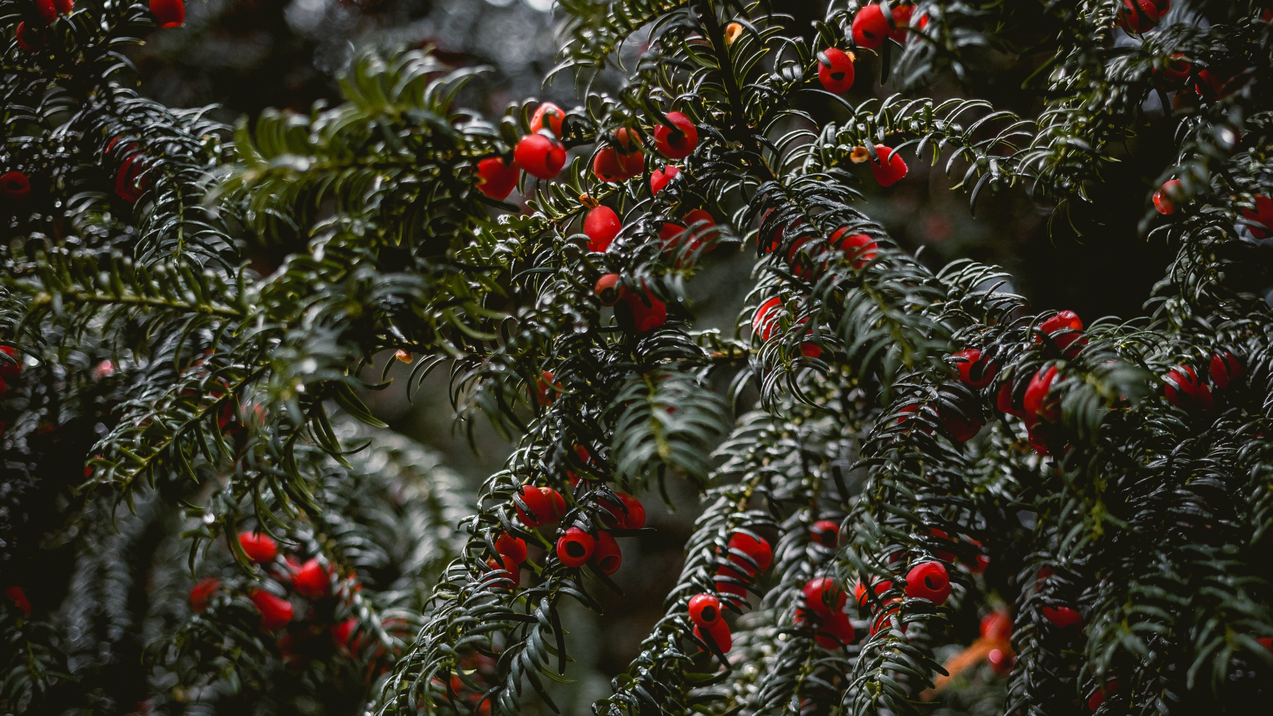 Обои Английский Тисовый, ель, глинтвейн, елка, ботаники в разрешении 2560x1440