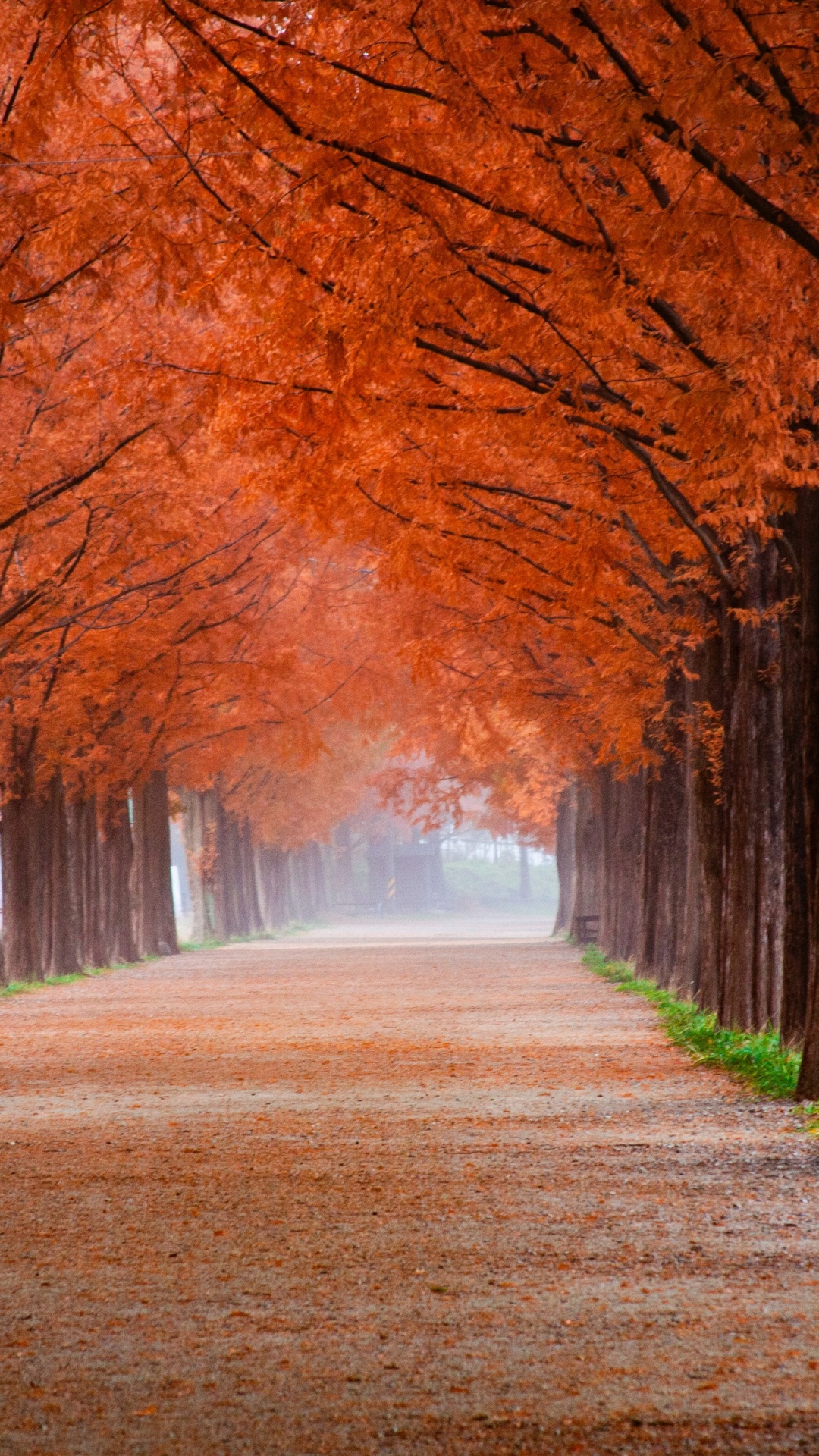 Обои осенью листва, осень, Осенняя окраска листьев, растение, ботаники в разрешении 1080x1920